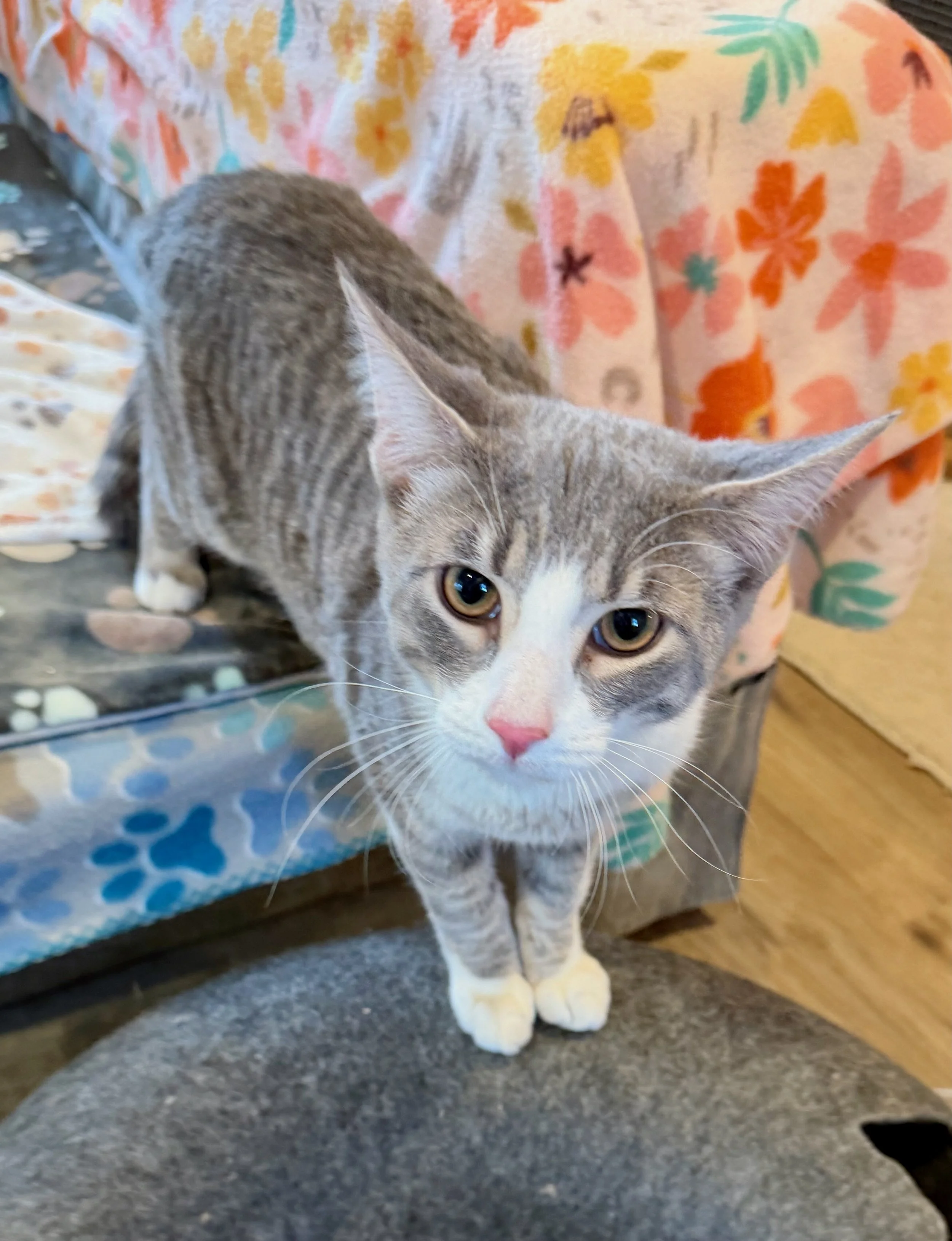 male tabby and white cat