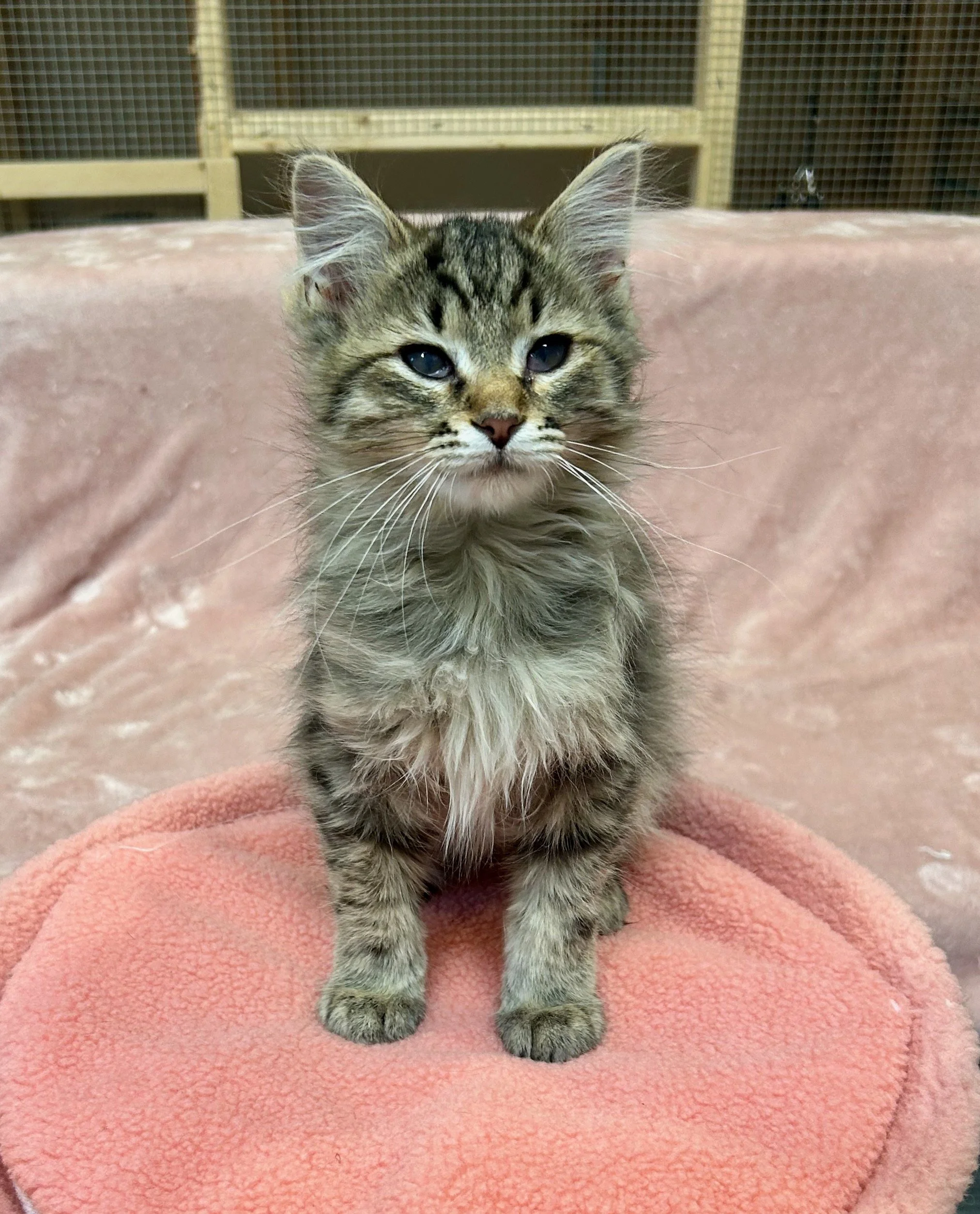 male tiger kitten medium hair