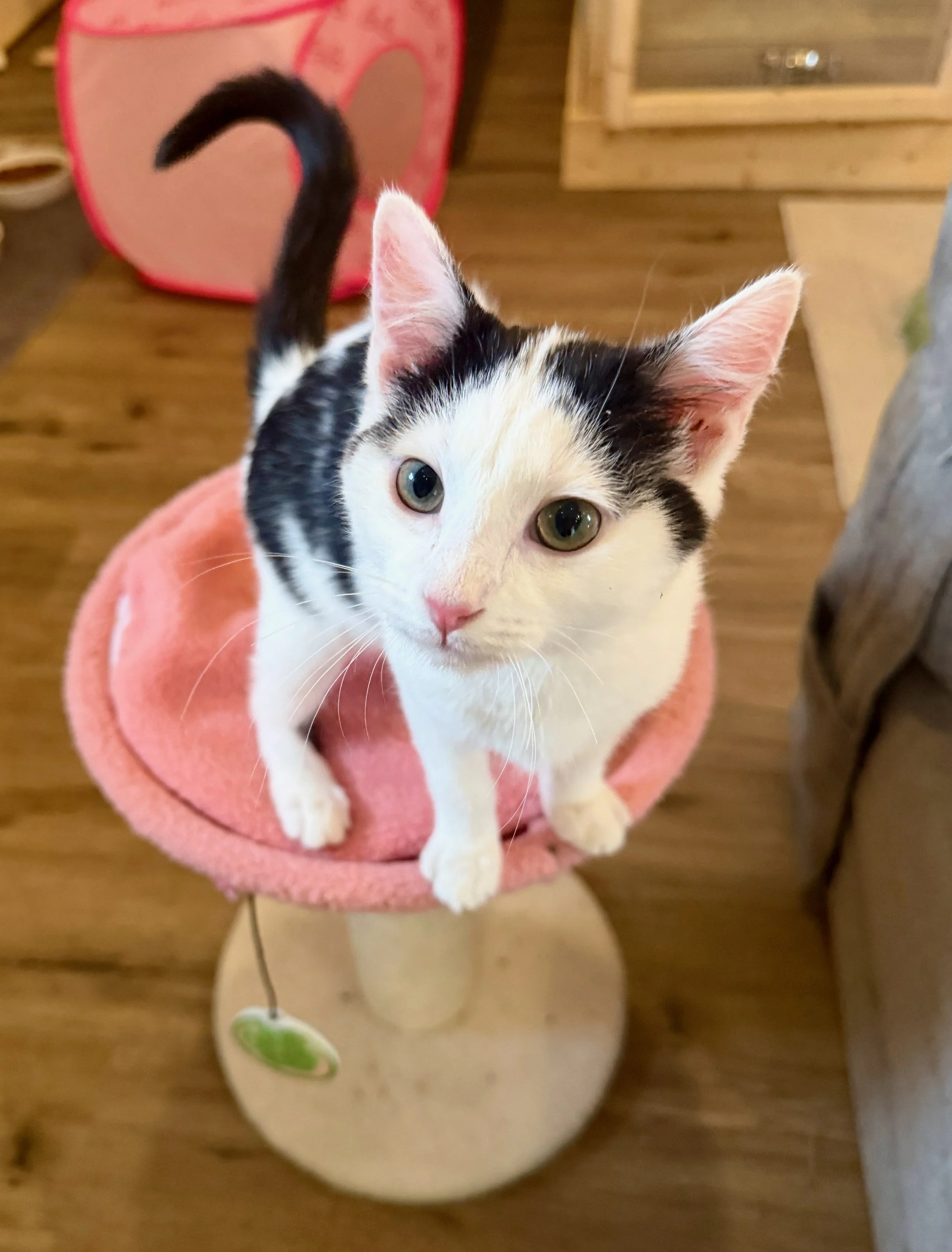 female black and white cat