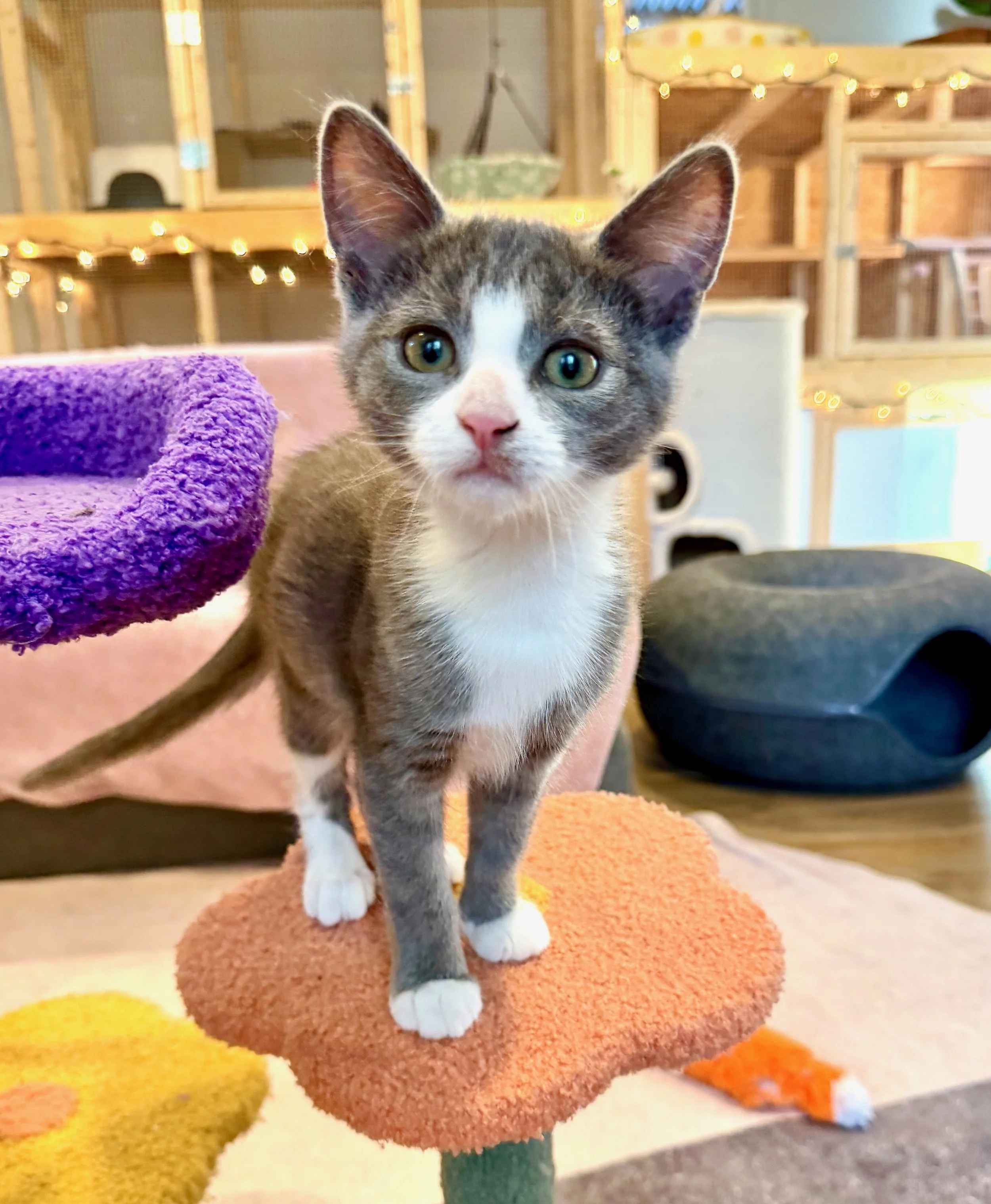 female gray and white kitten