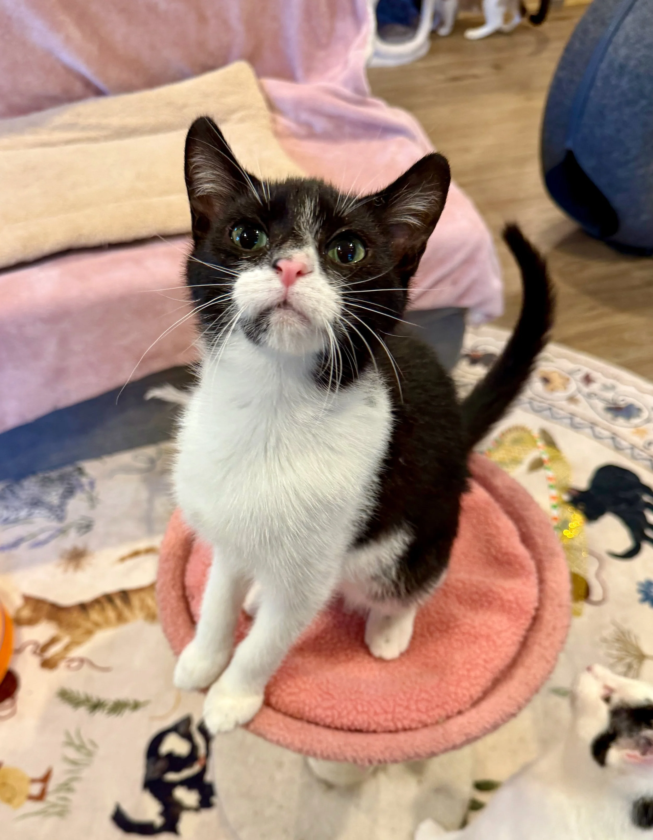 male tuxedo kitten