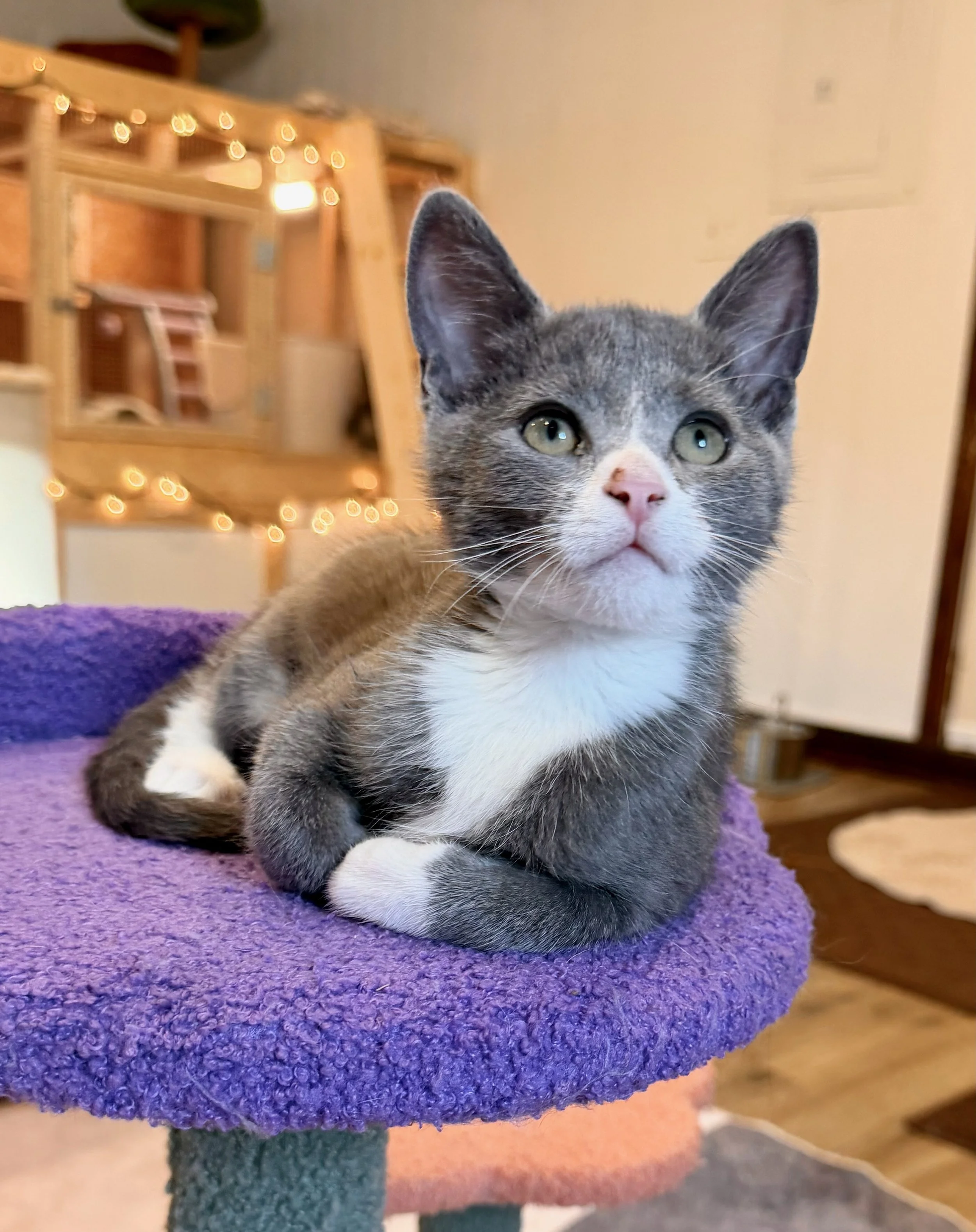 female grey and white kitten