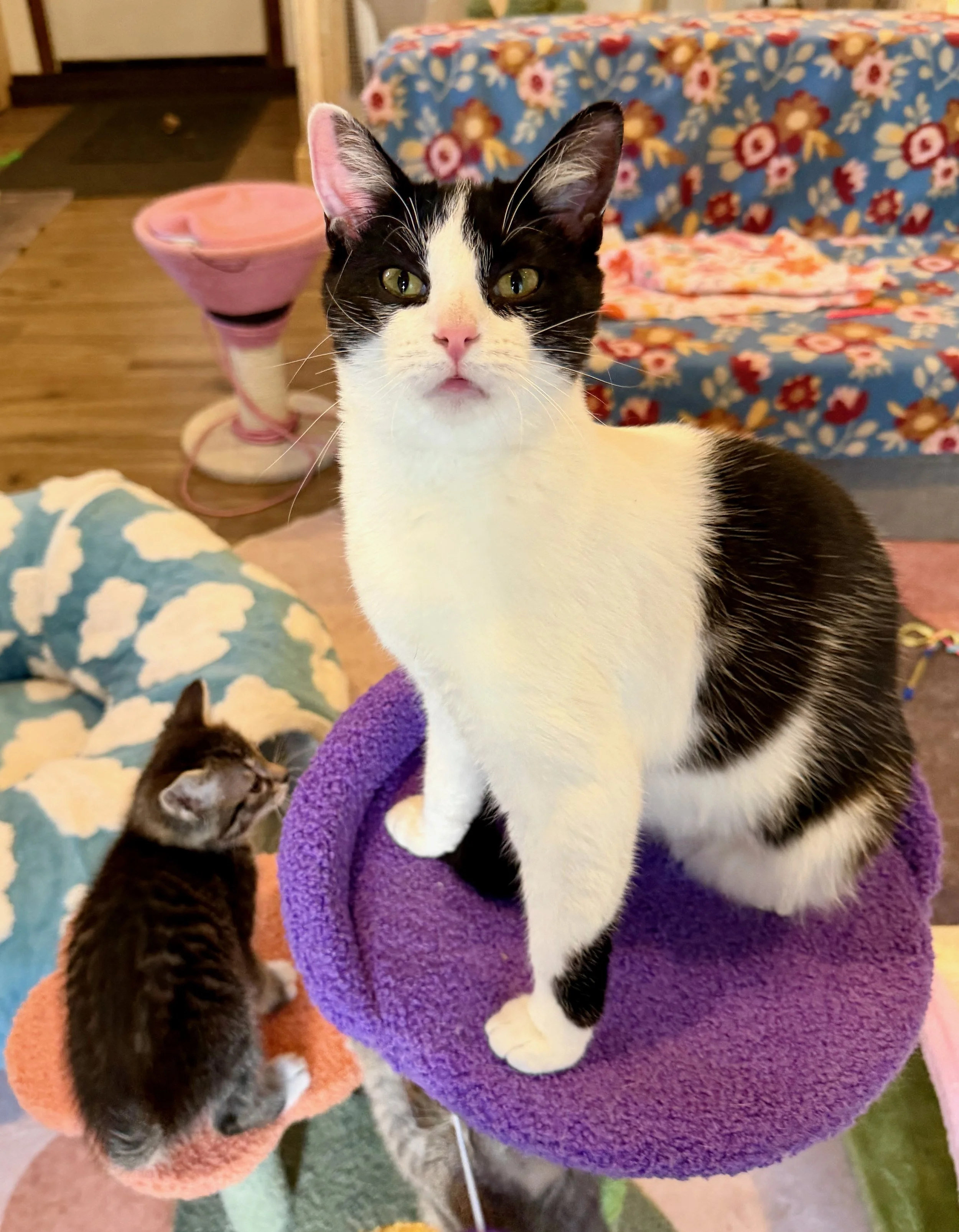 female black and white cat