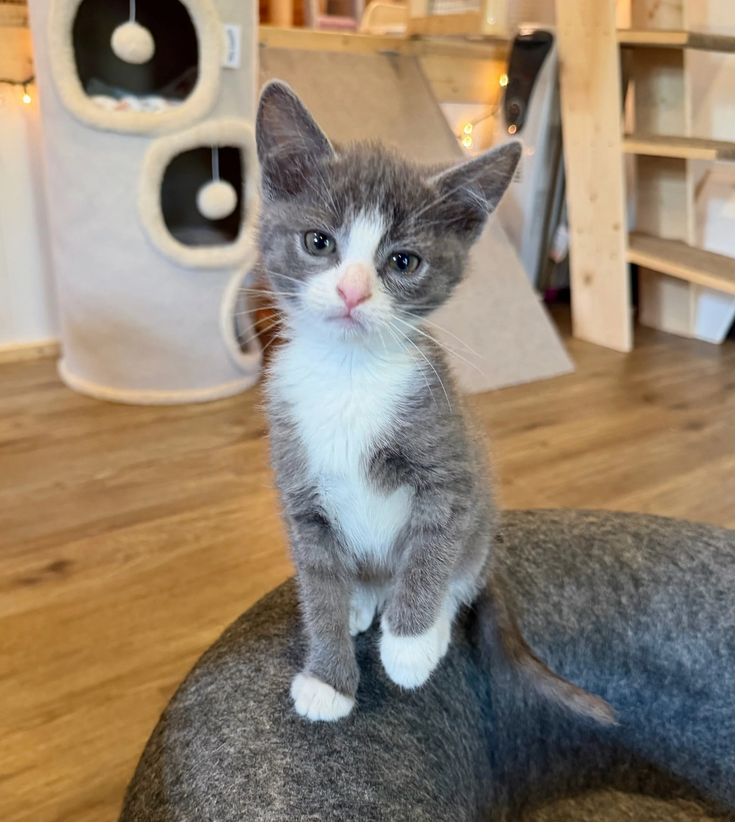 female gray and white kitten