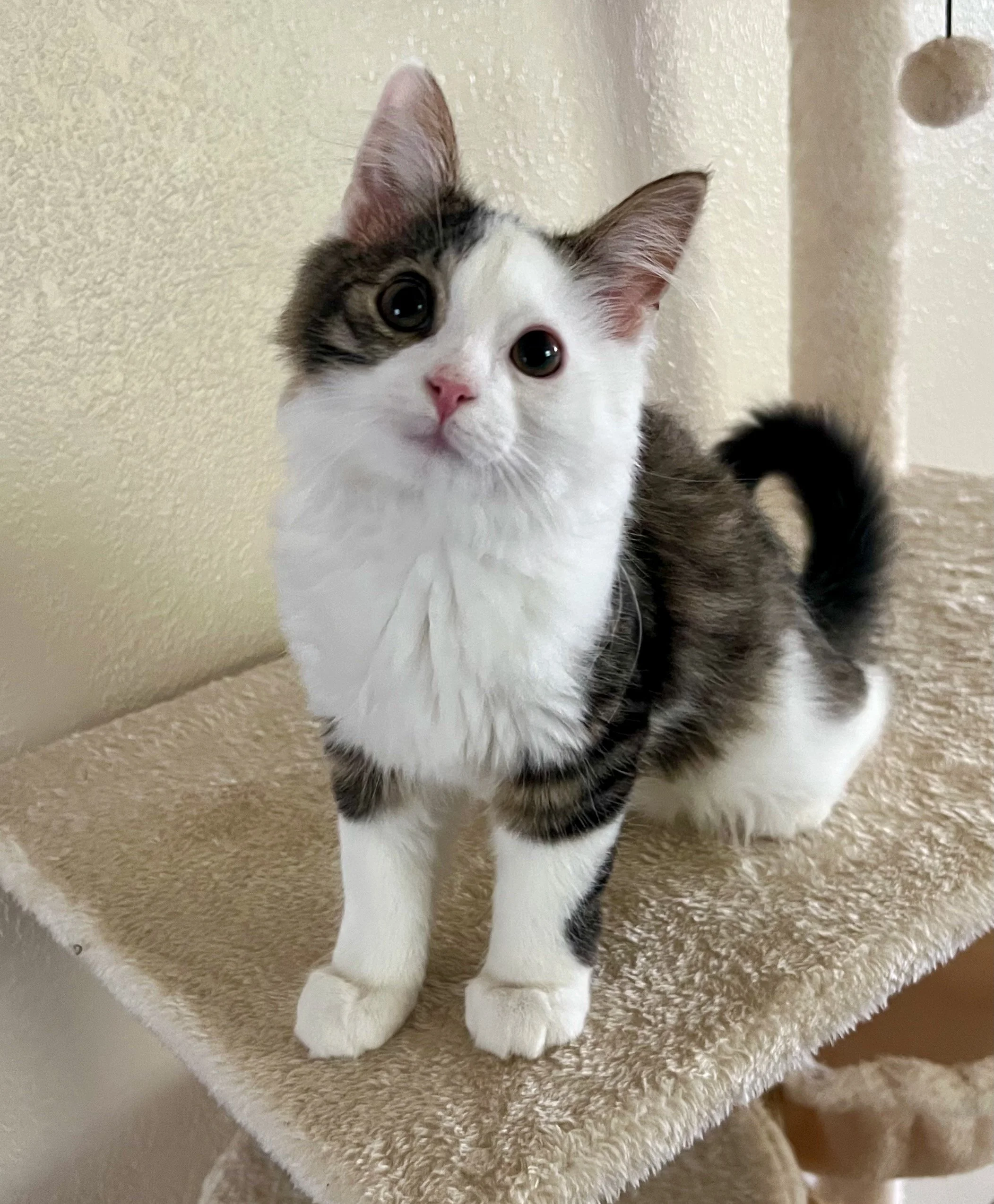 male tabby and white kitten