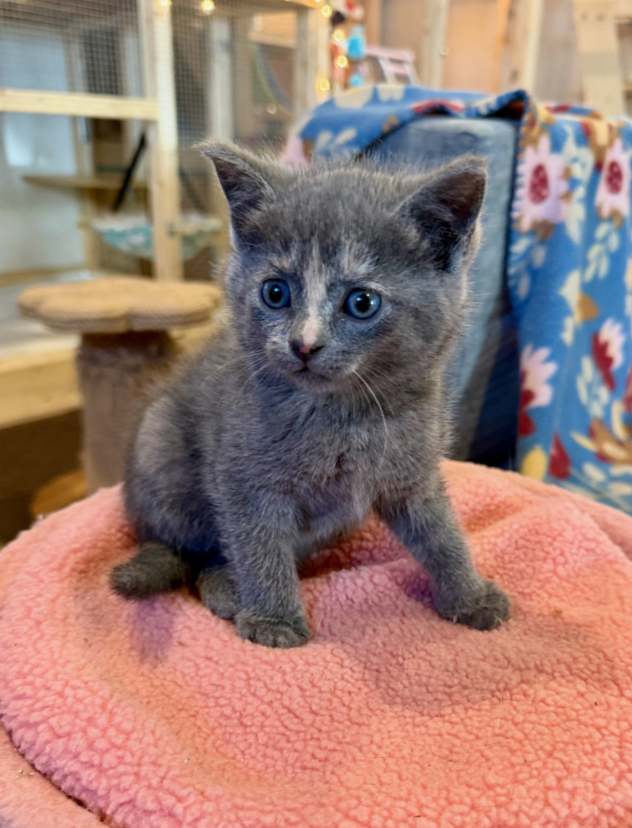 female dilute tortie