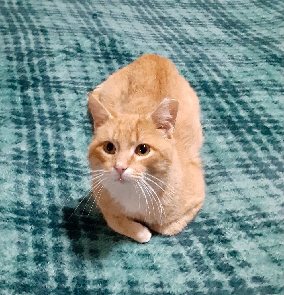 male ginger cat