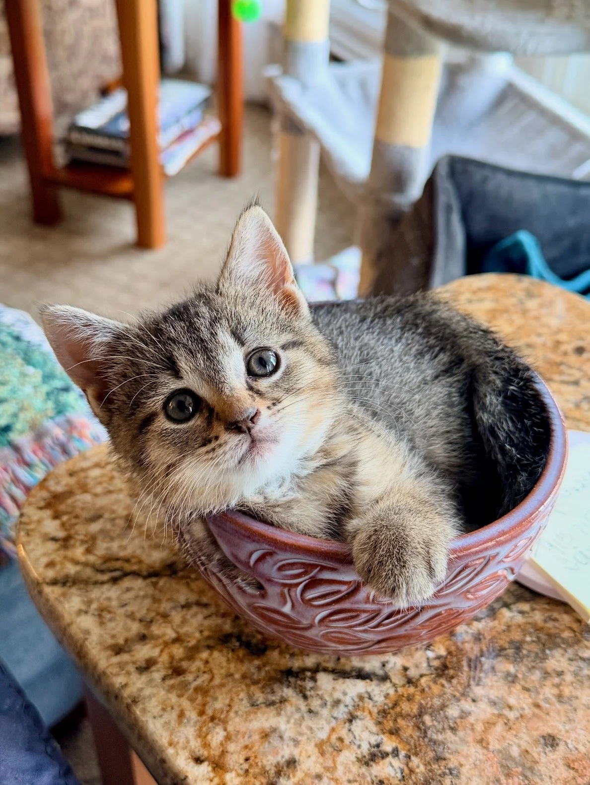 female tabby kitten
