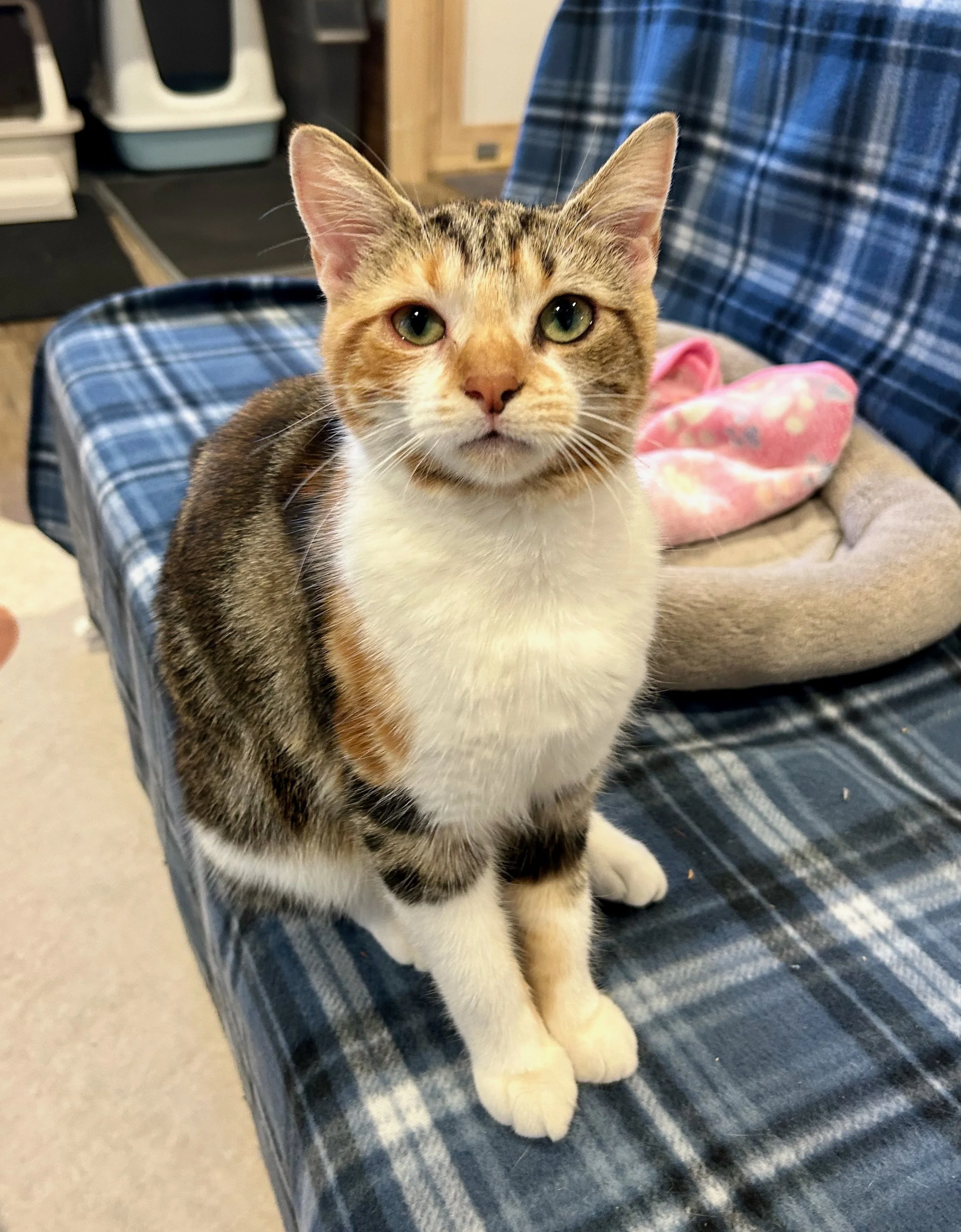 female calico kitten