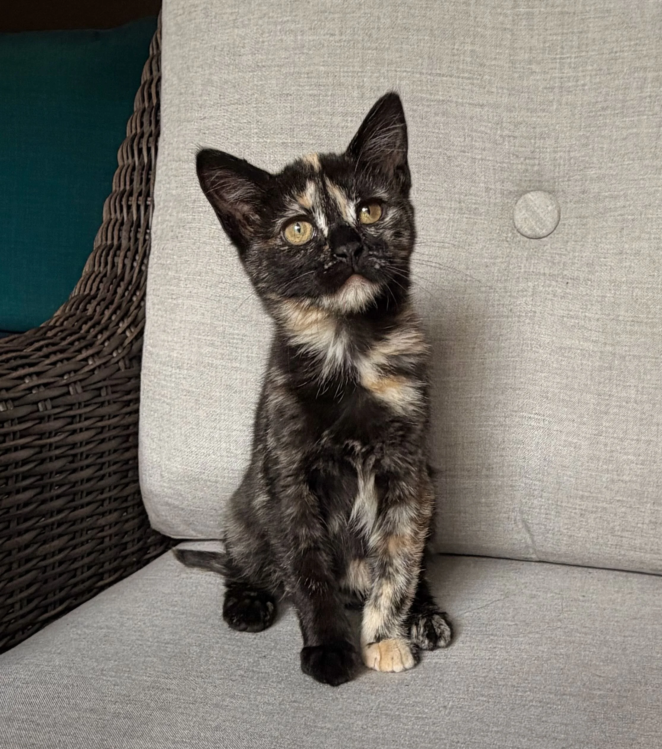 female tortie kitten