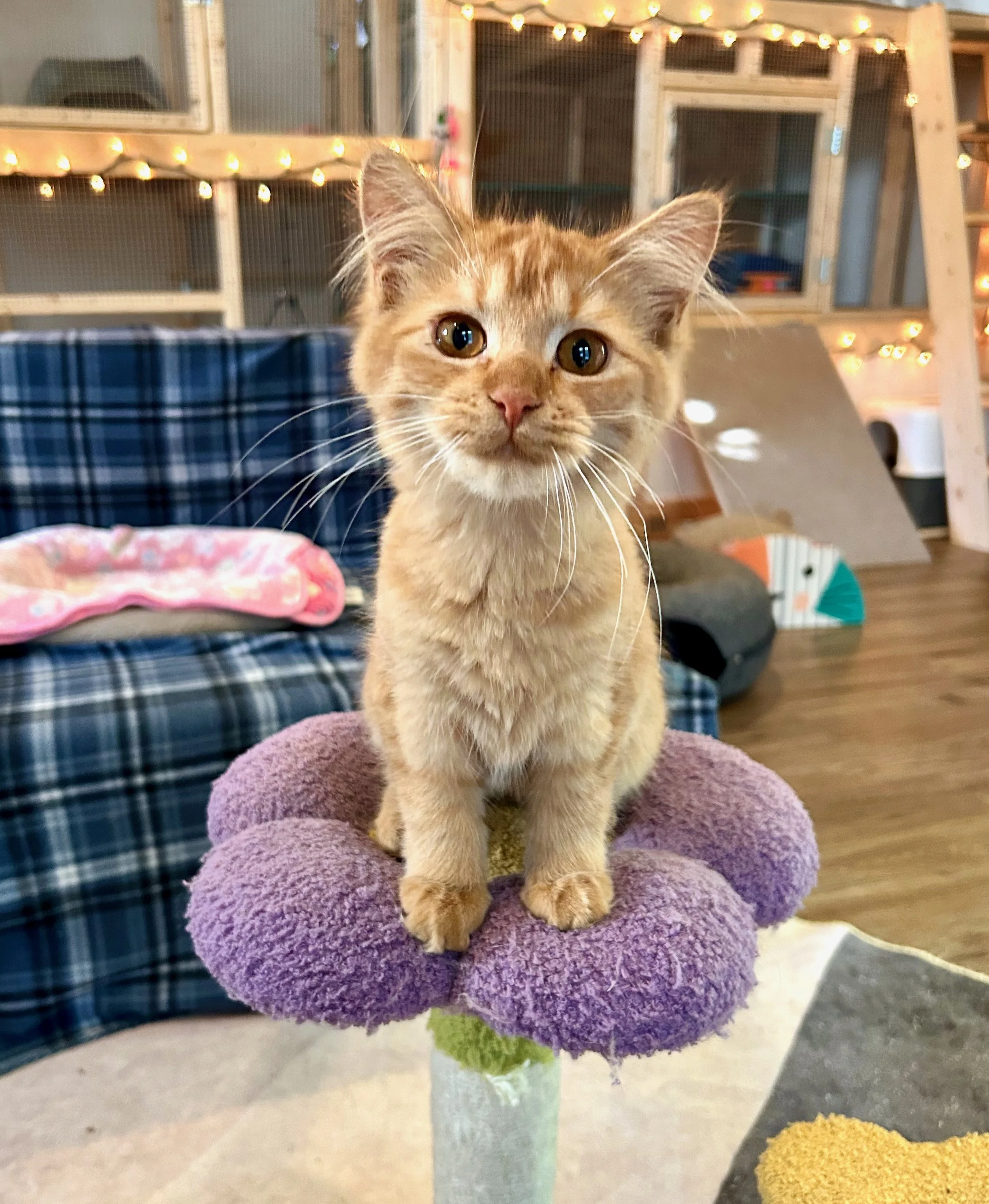 female ginger kitten