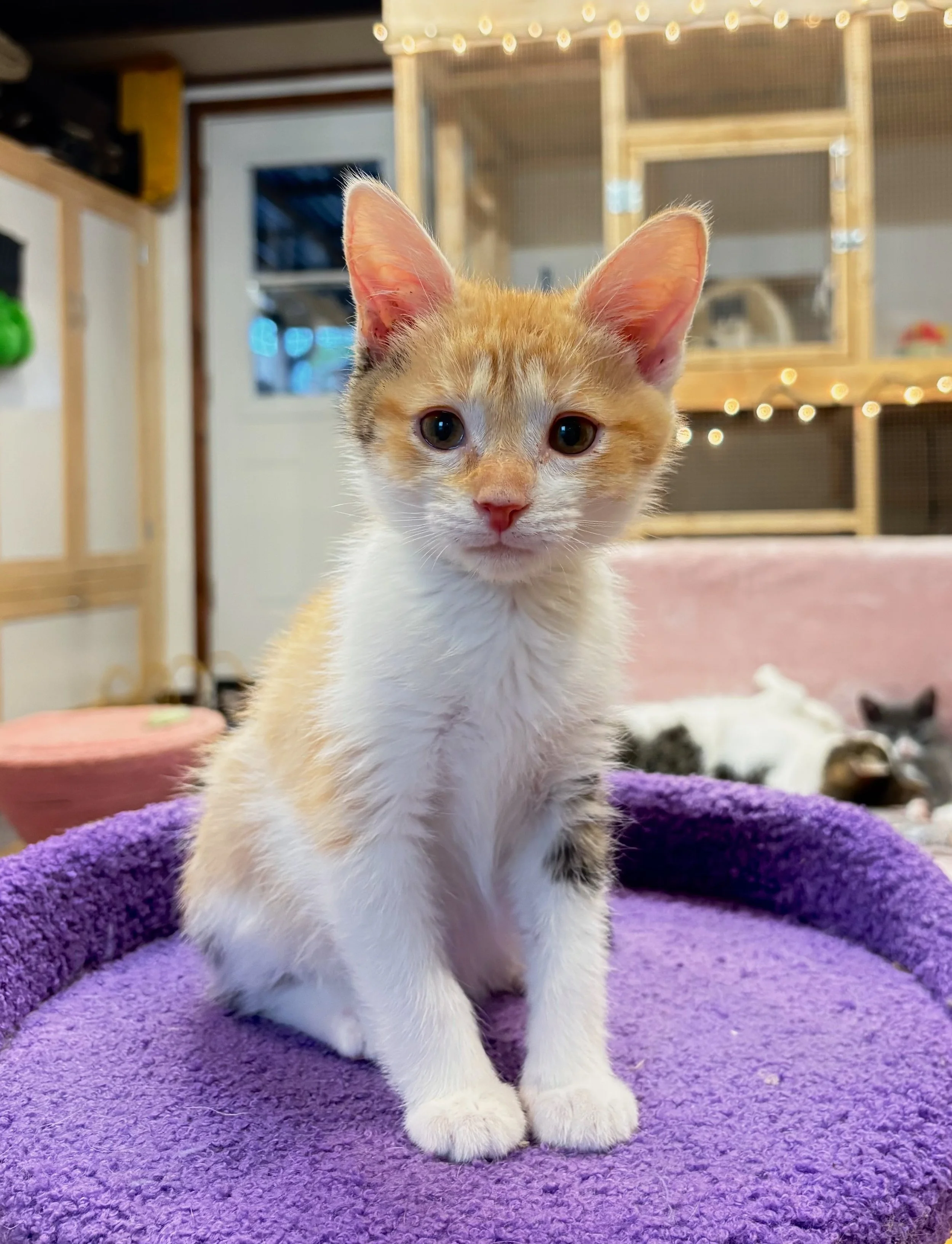 female calico kitten