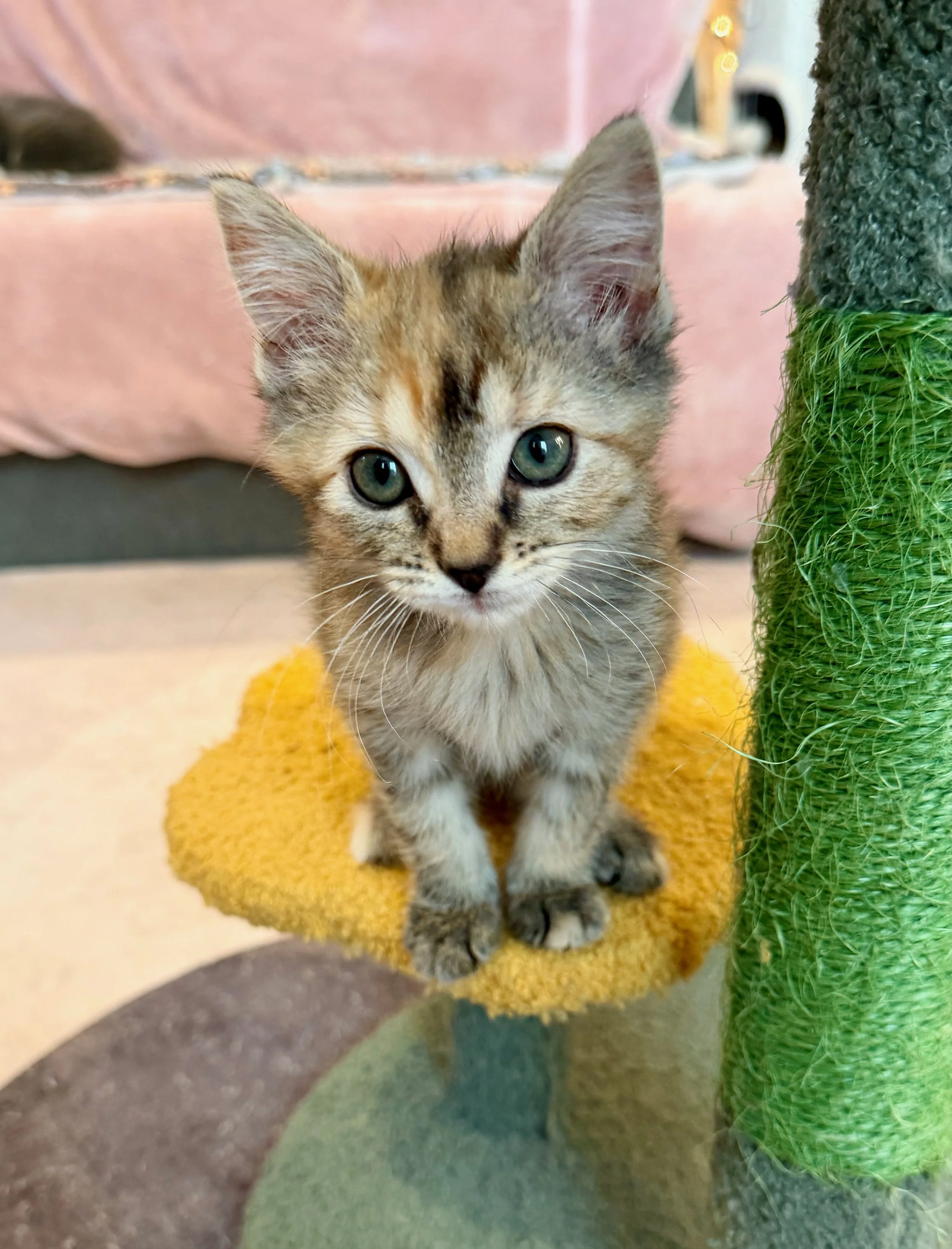 female tabico kitten