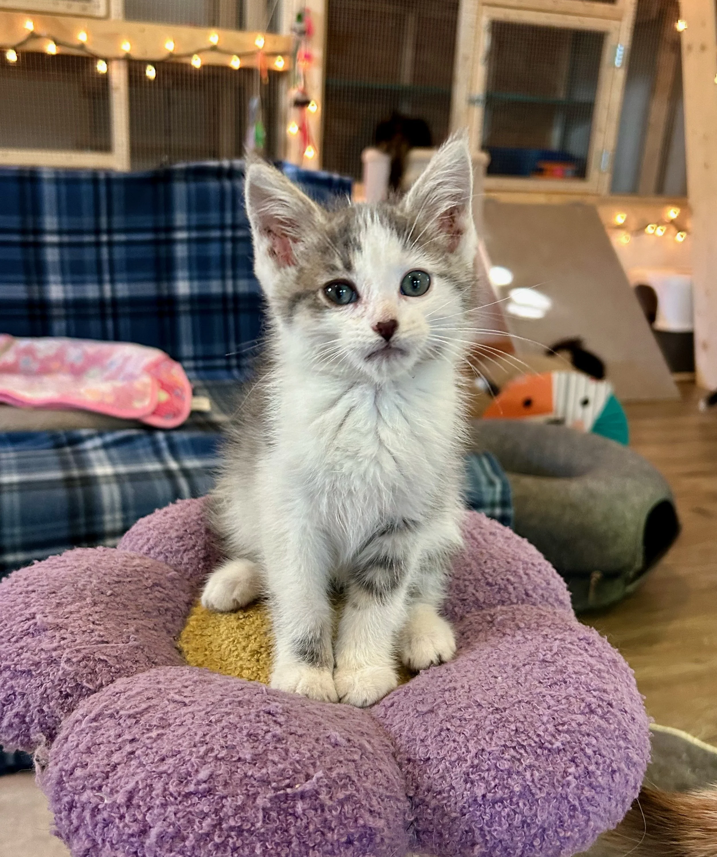 male gray and white kitten