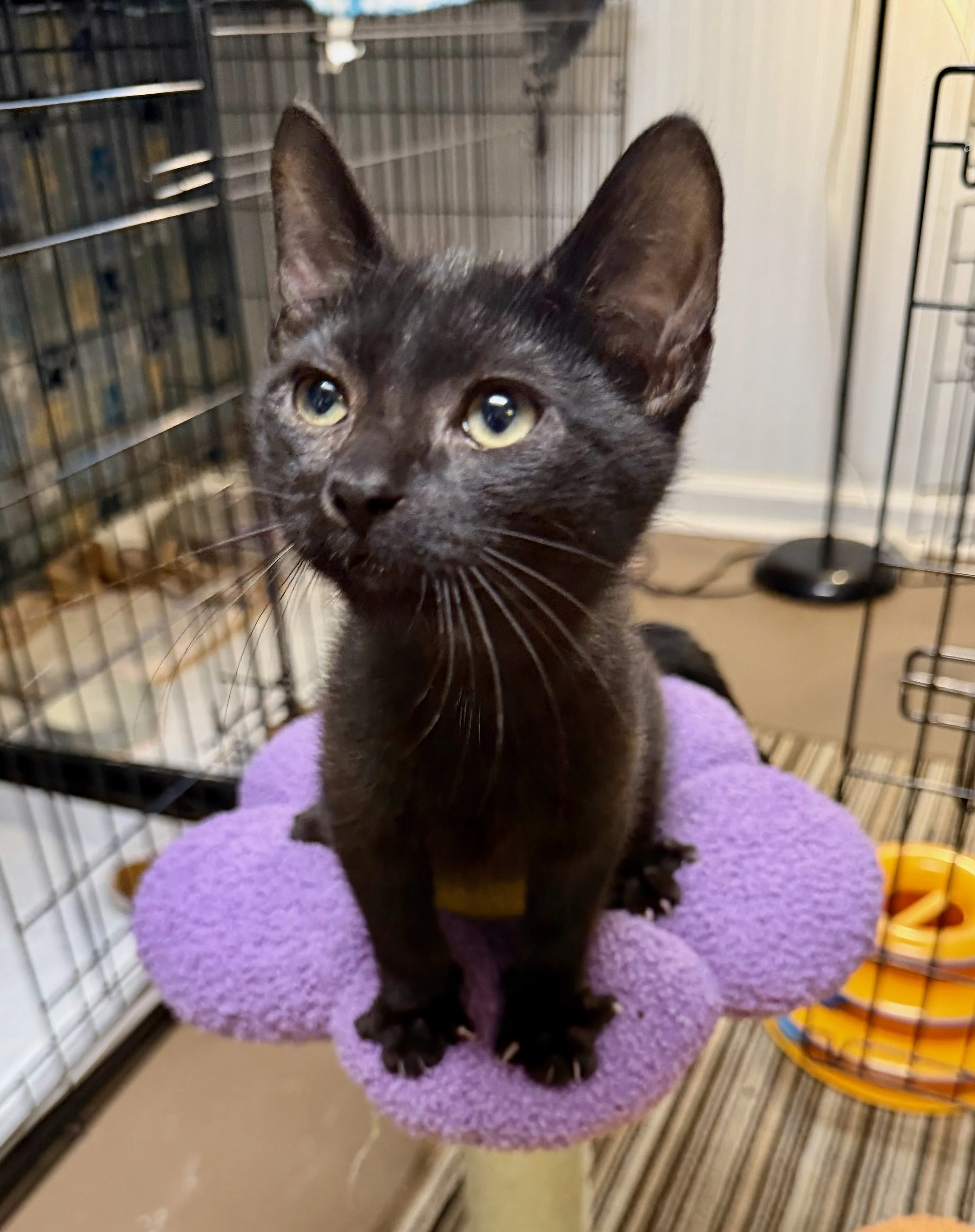 male black kitten