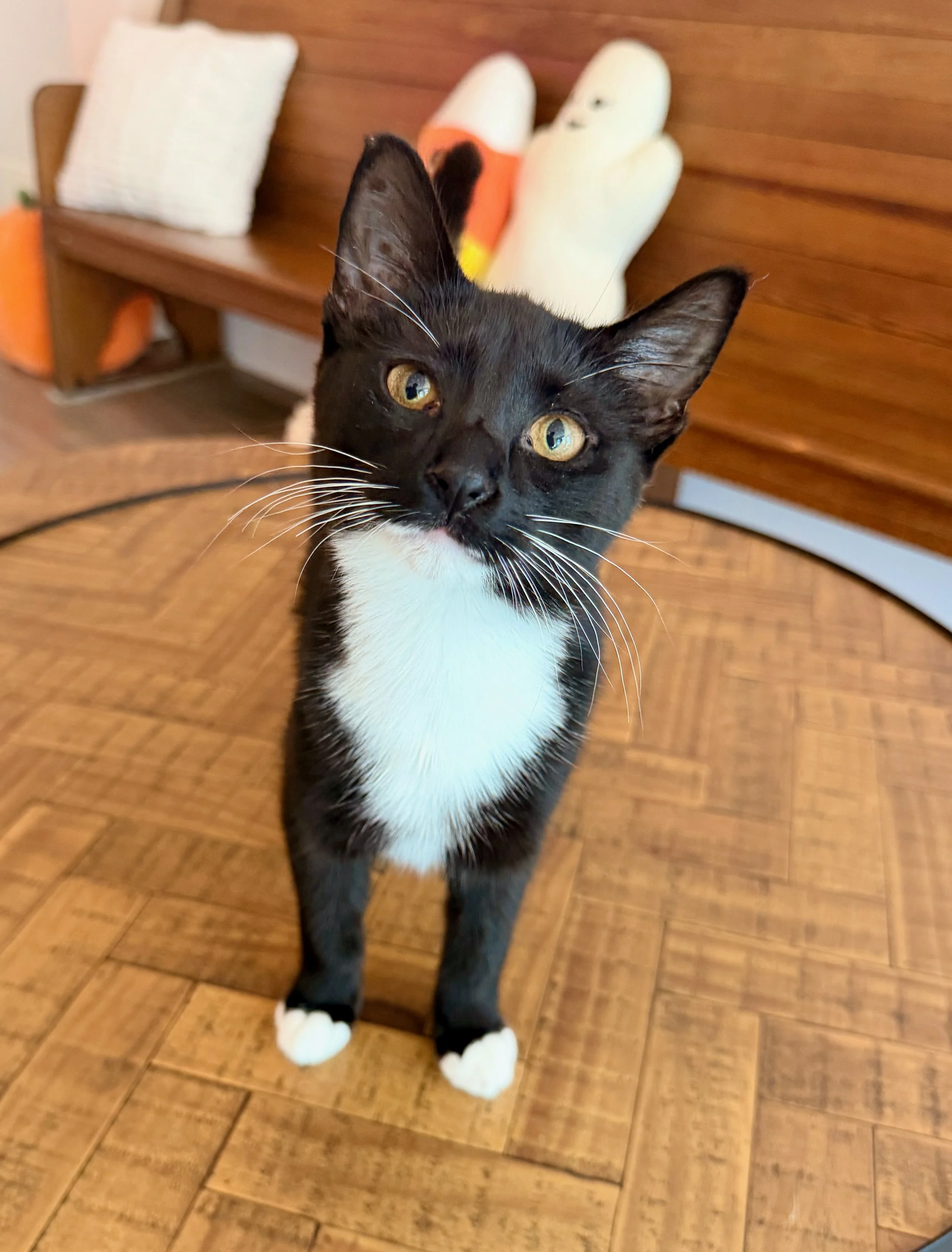 female tuxedo cat