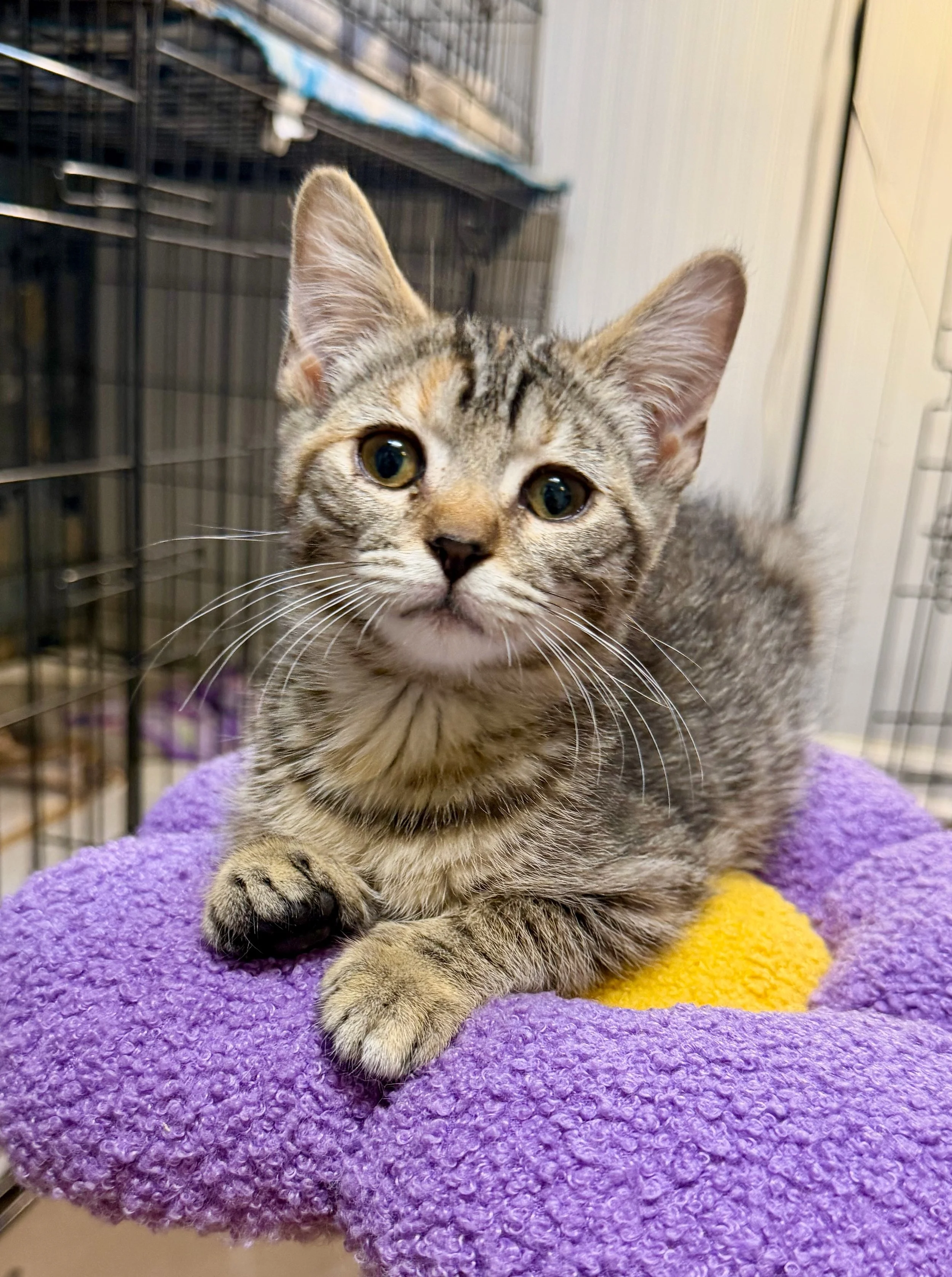 female tabico kitten