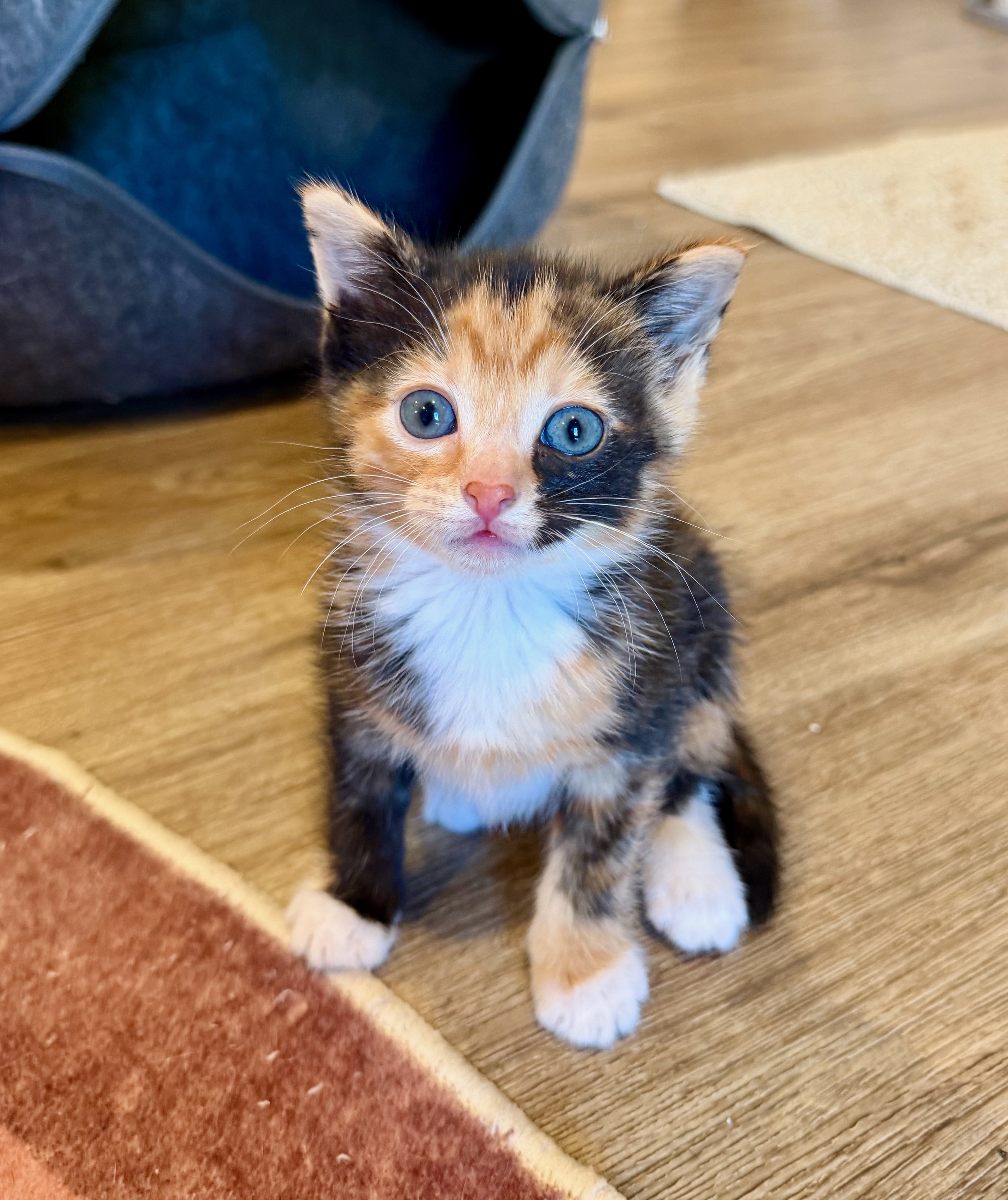 female calico kitten