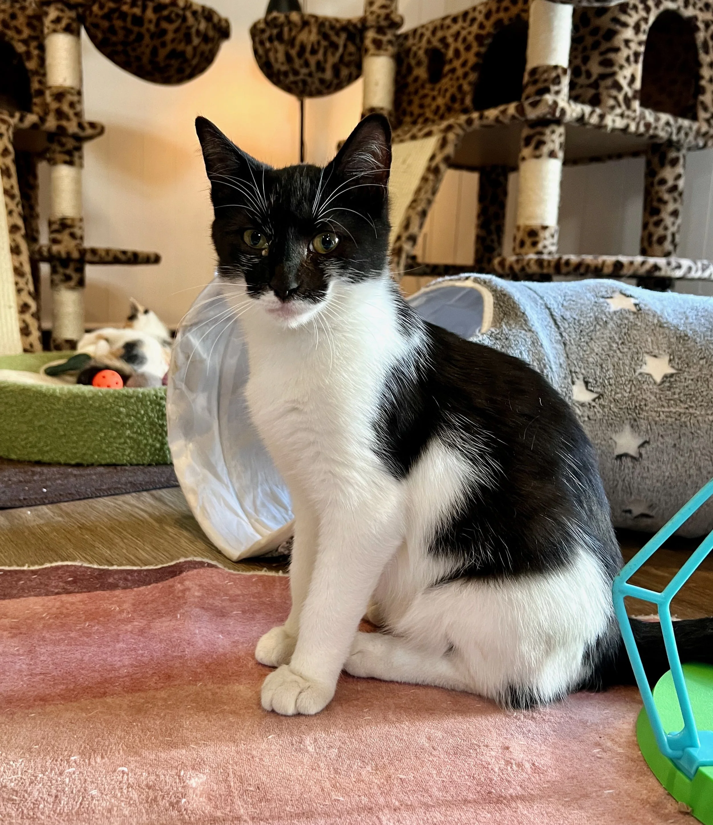 male white and black kitten