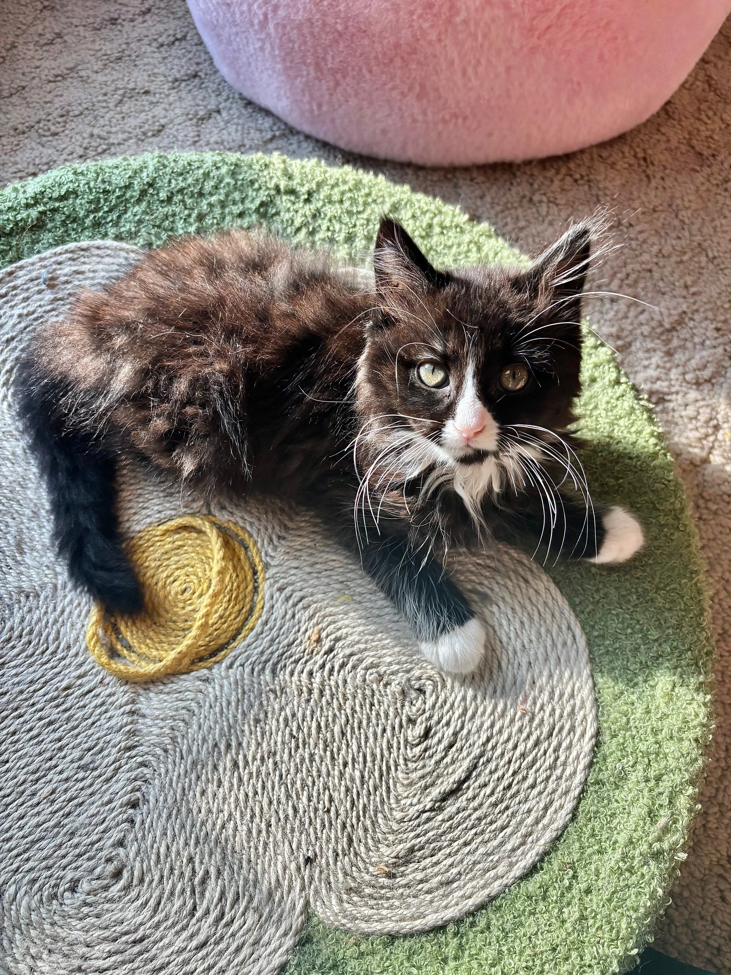 male tuxedo kitten