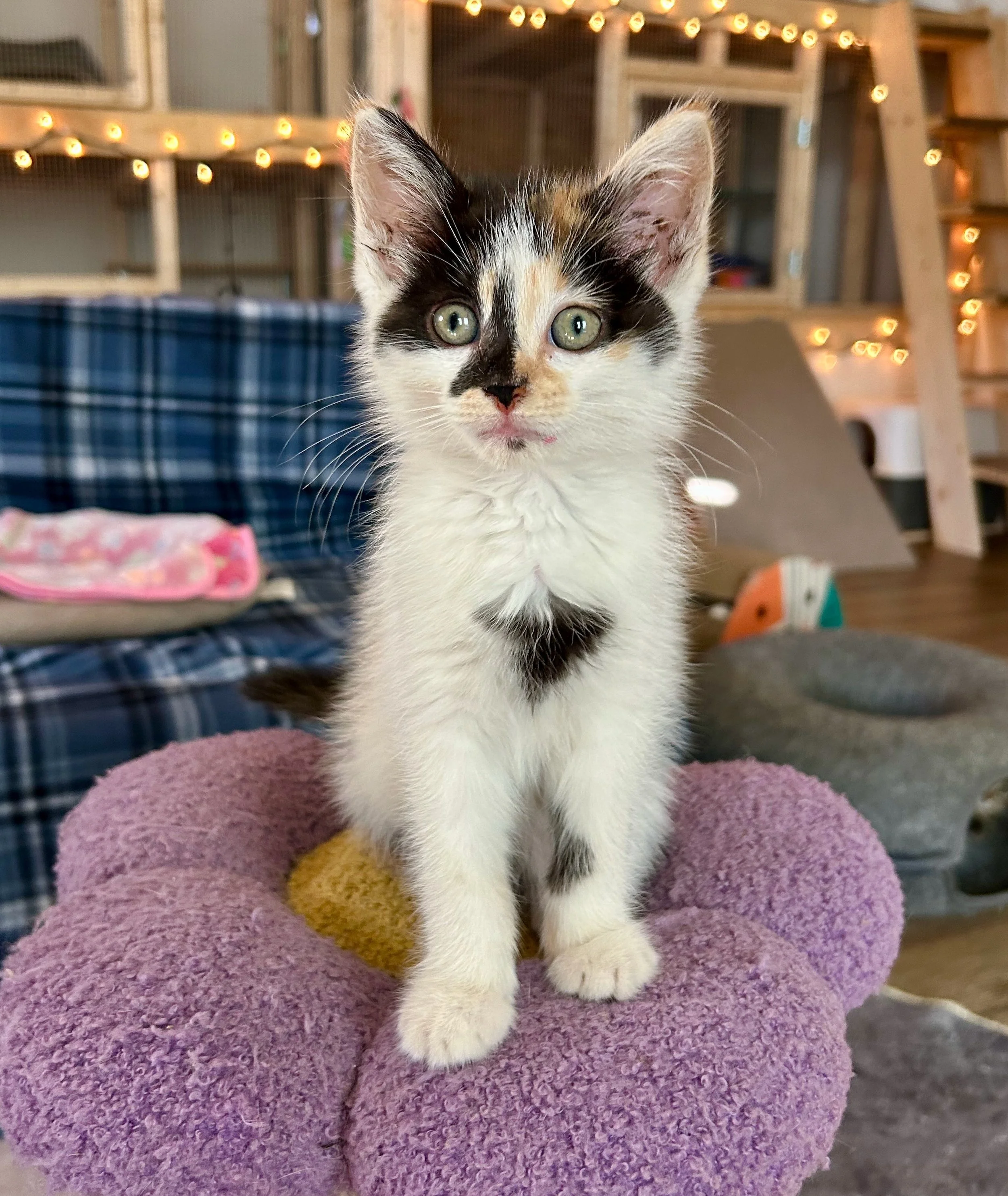 female calico kitten
