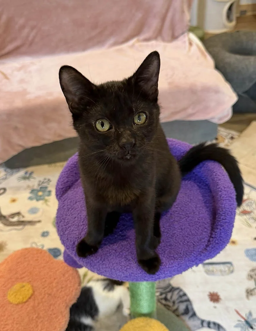 black female kitten