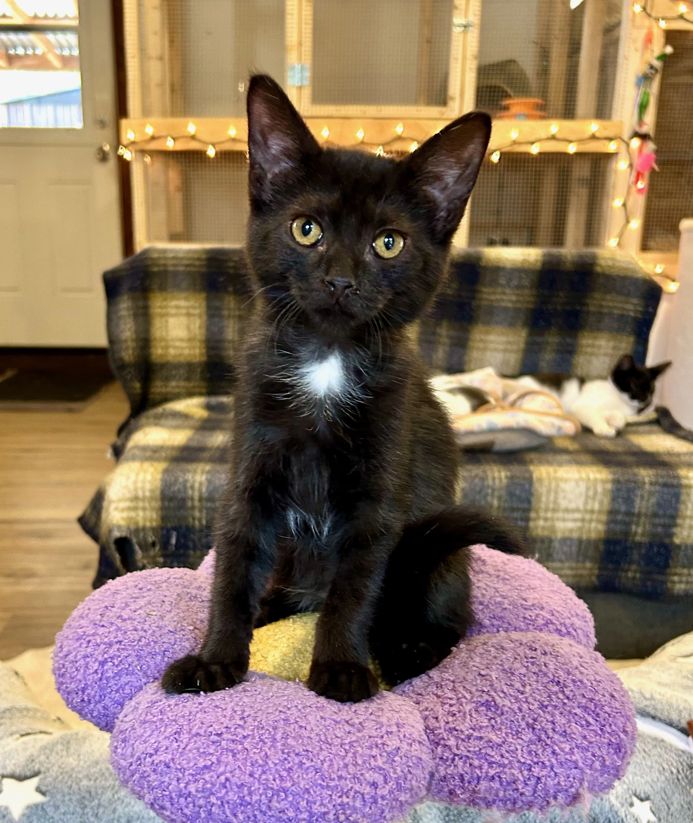 female black kitten