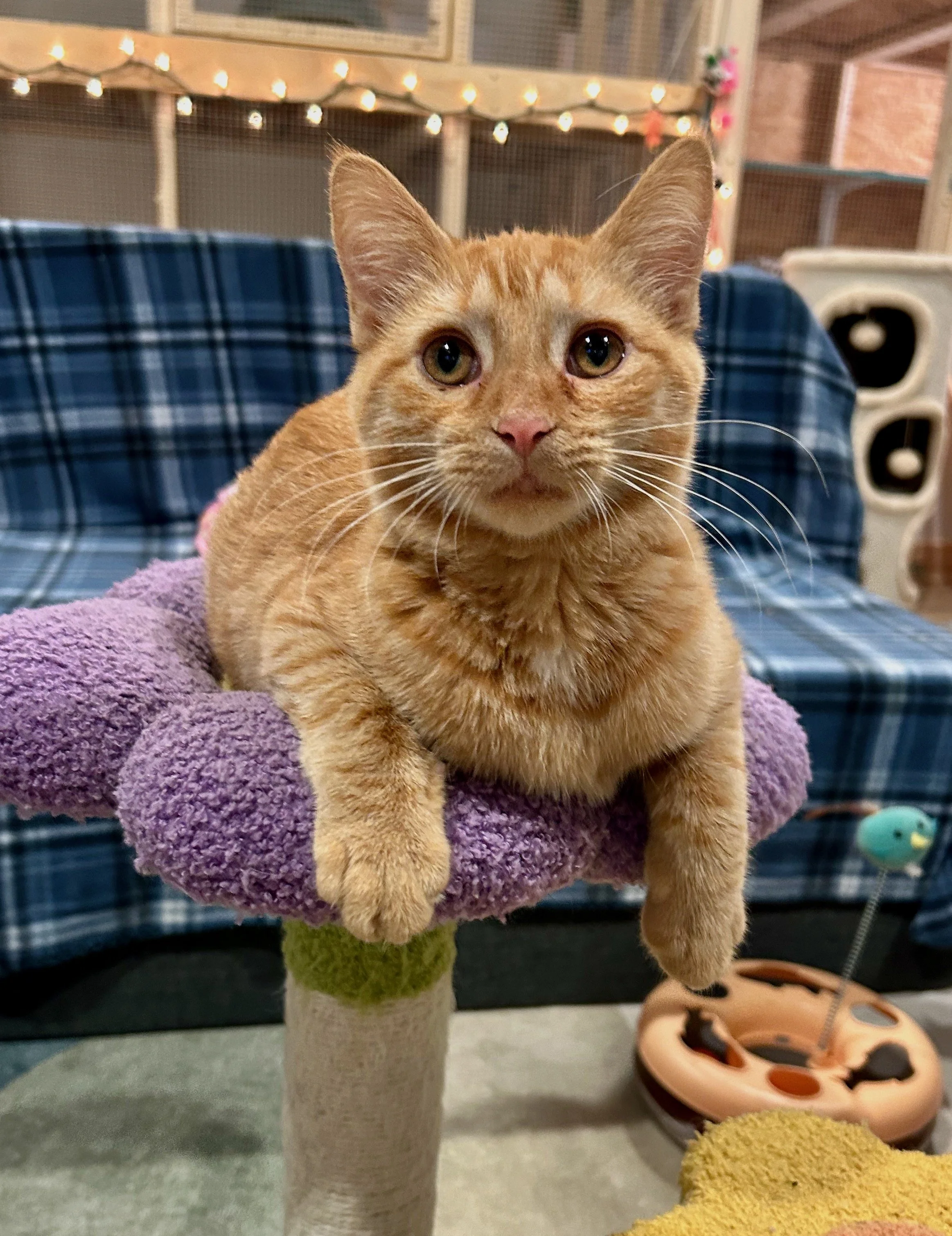 female ginger kitten