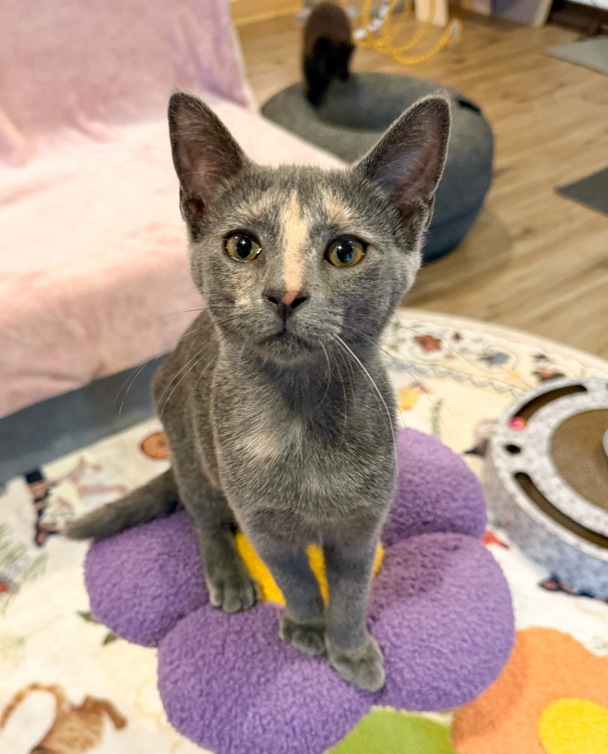female dilute tortie