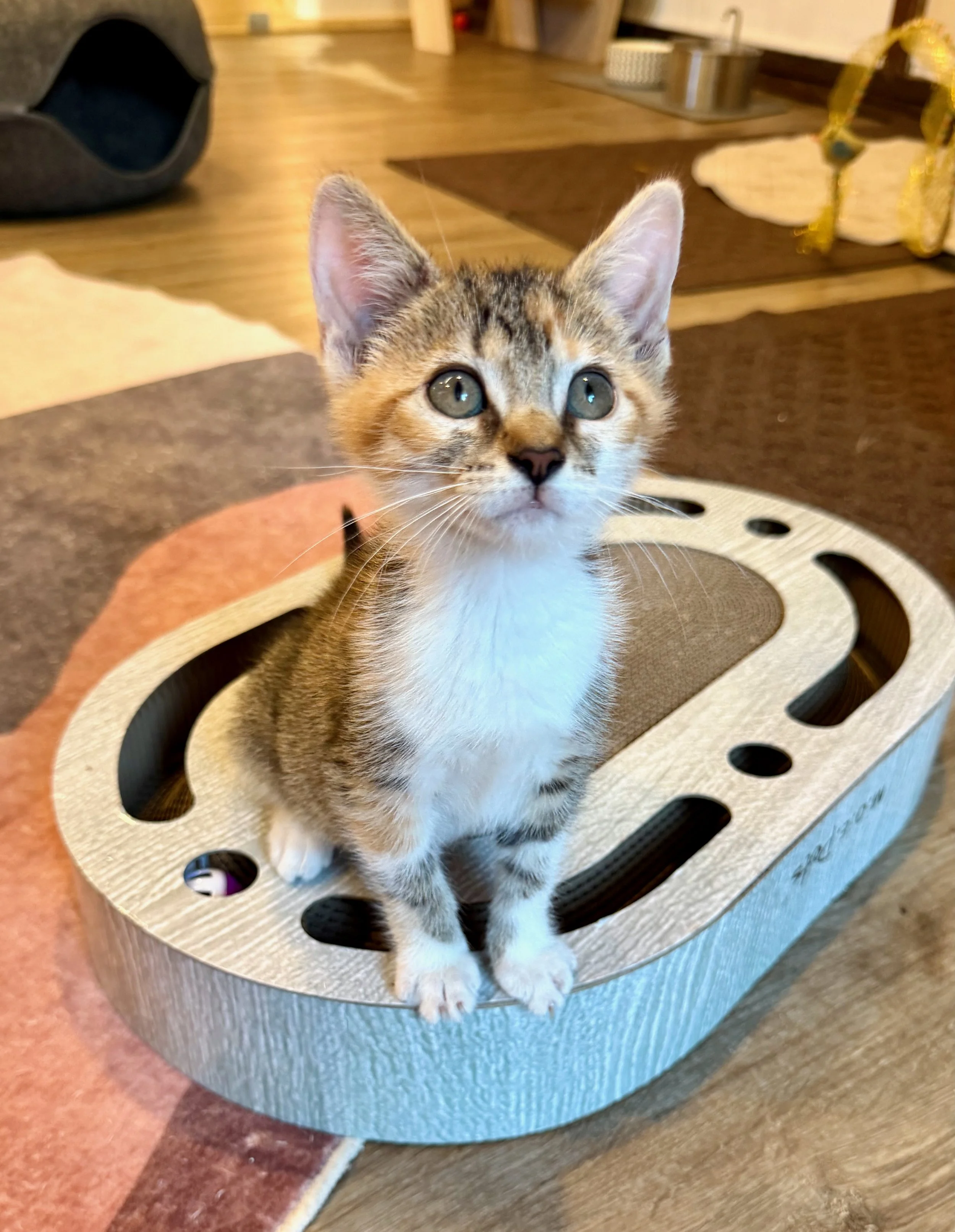female tabico kitten