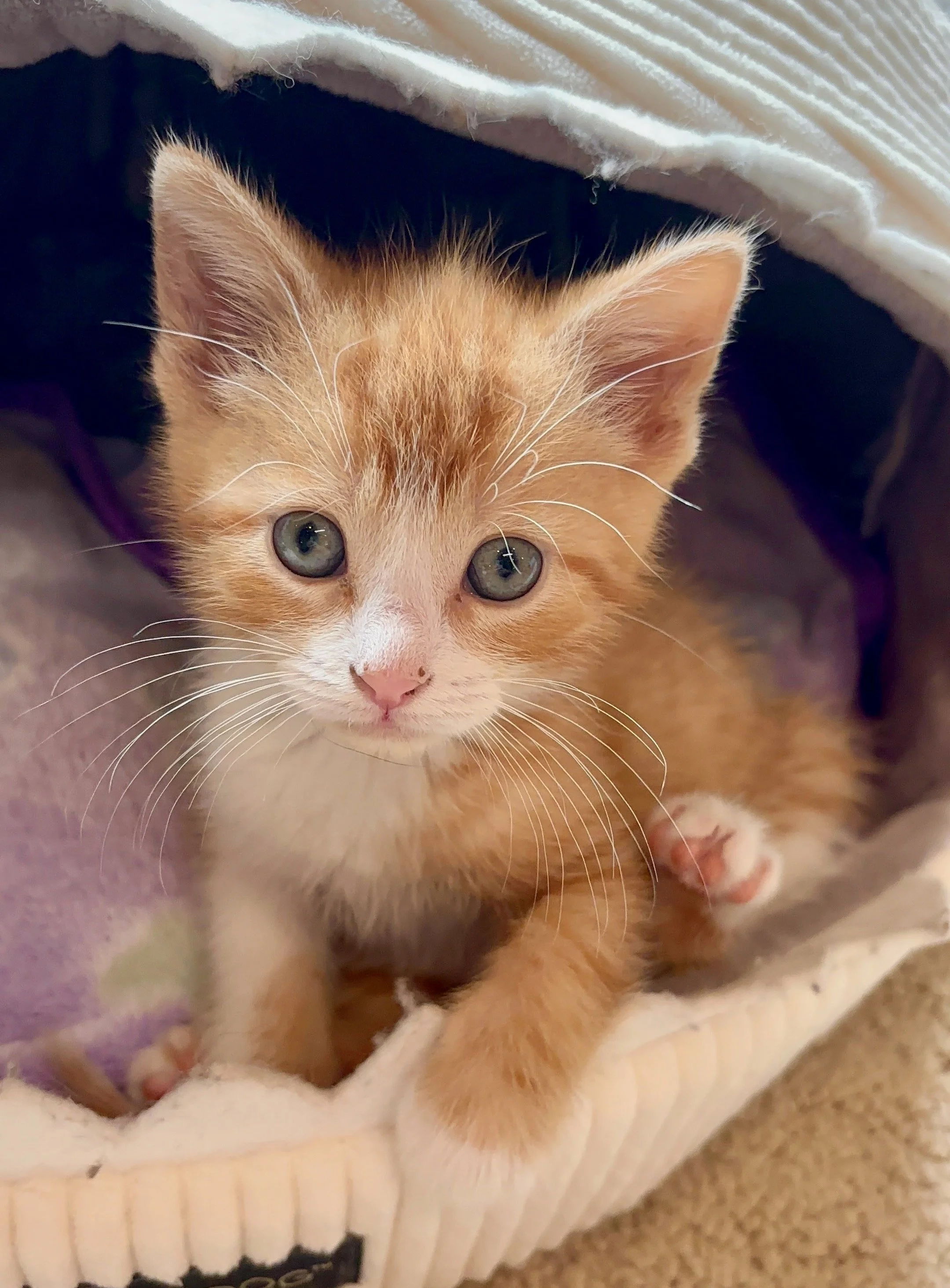 male ginger and white kitten