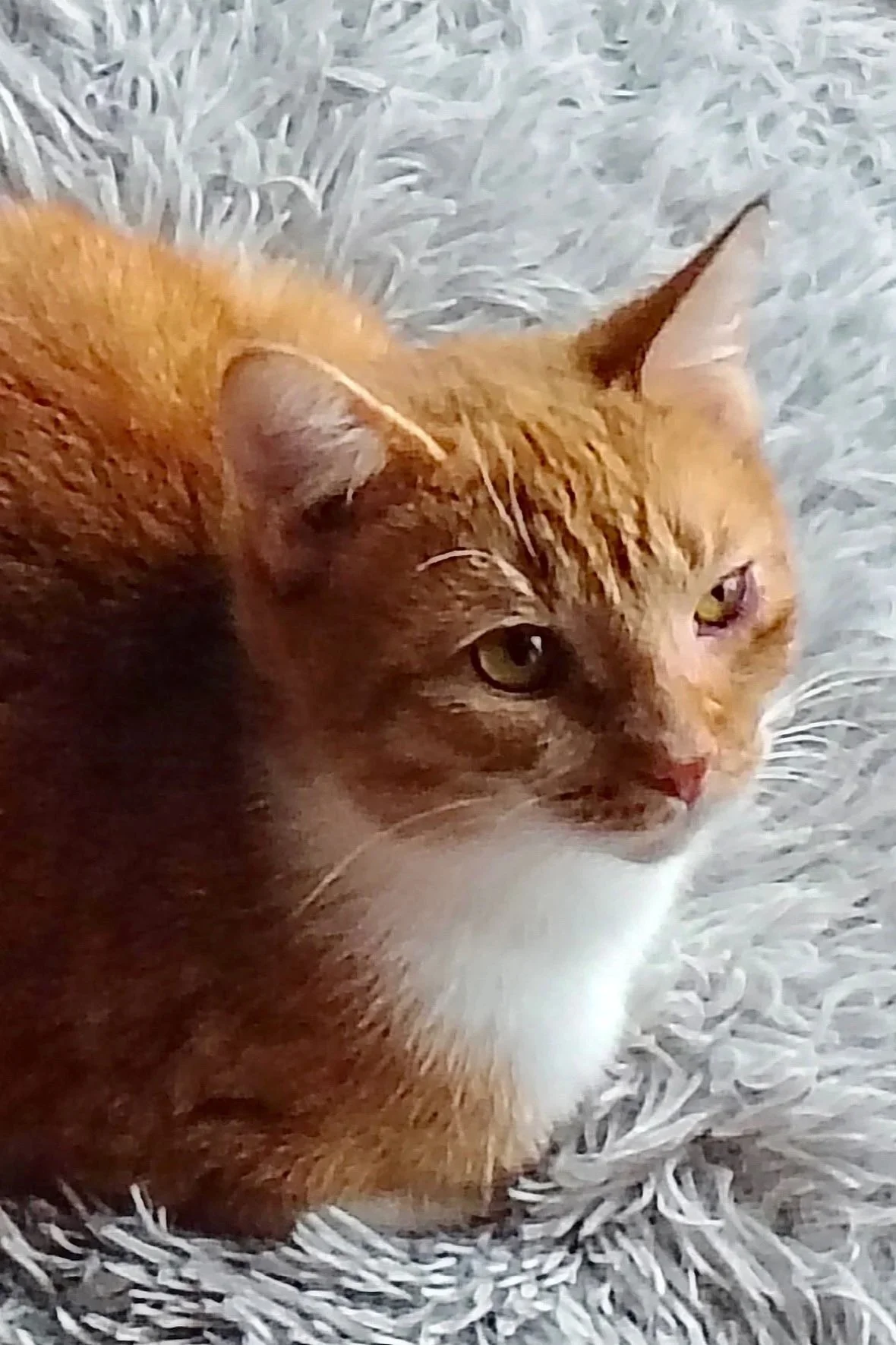 female ginger kitten