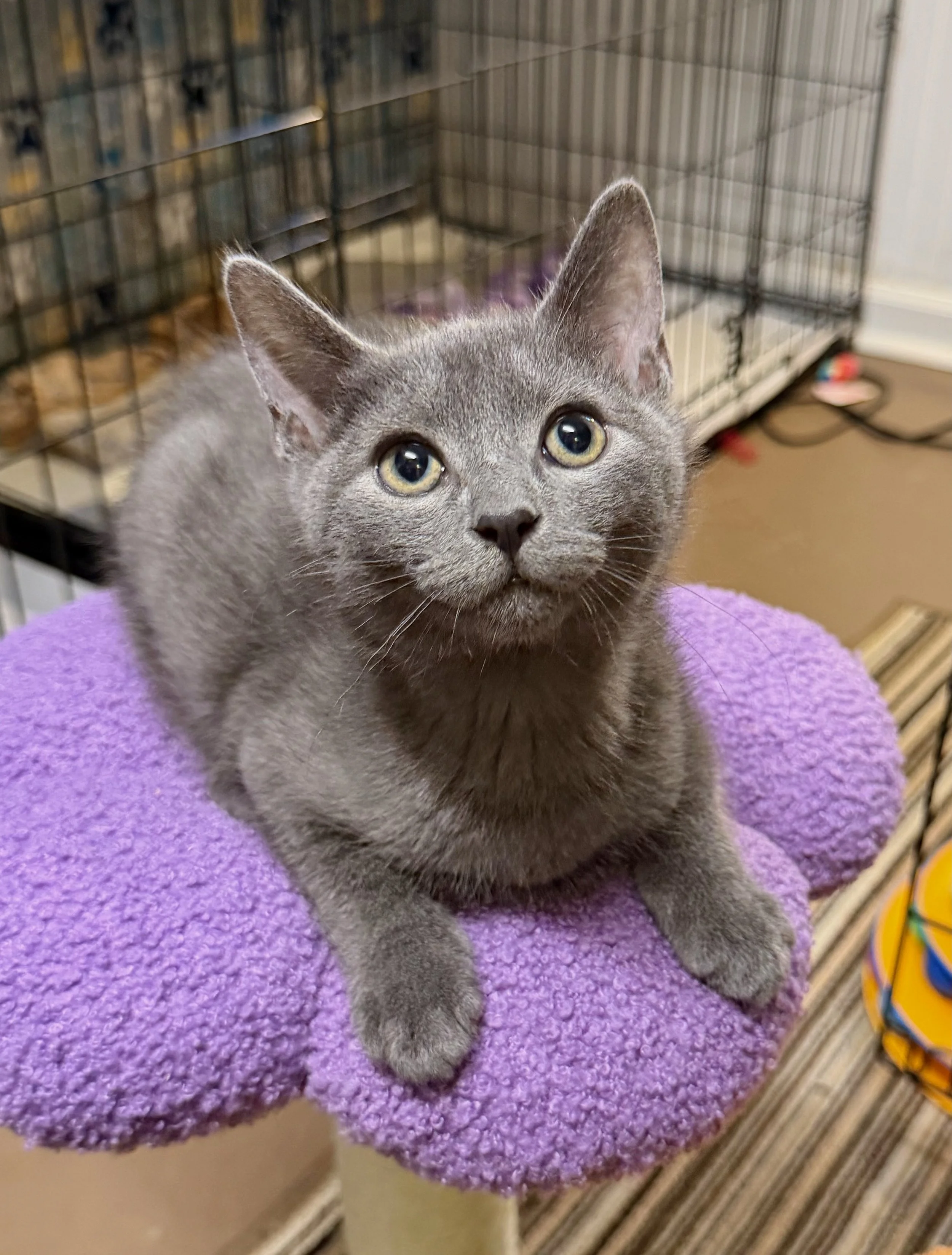 gray male kitten