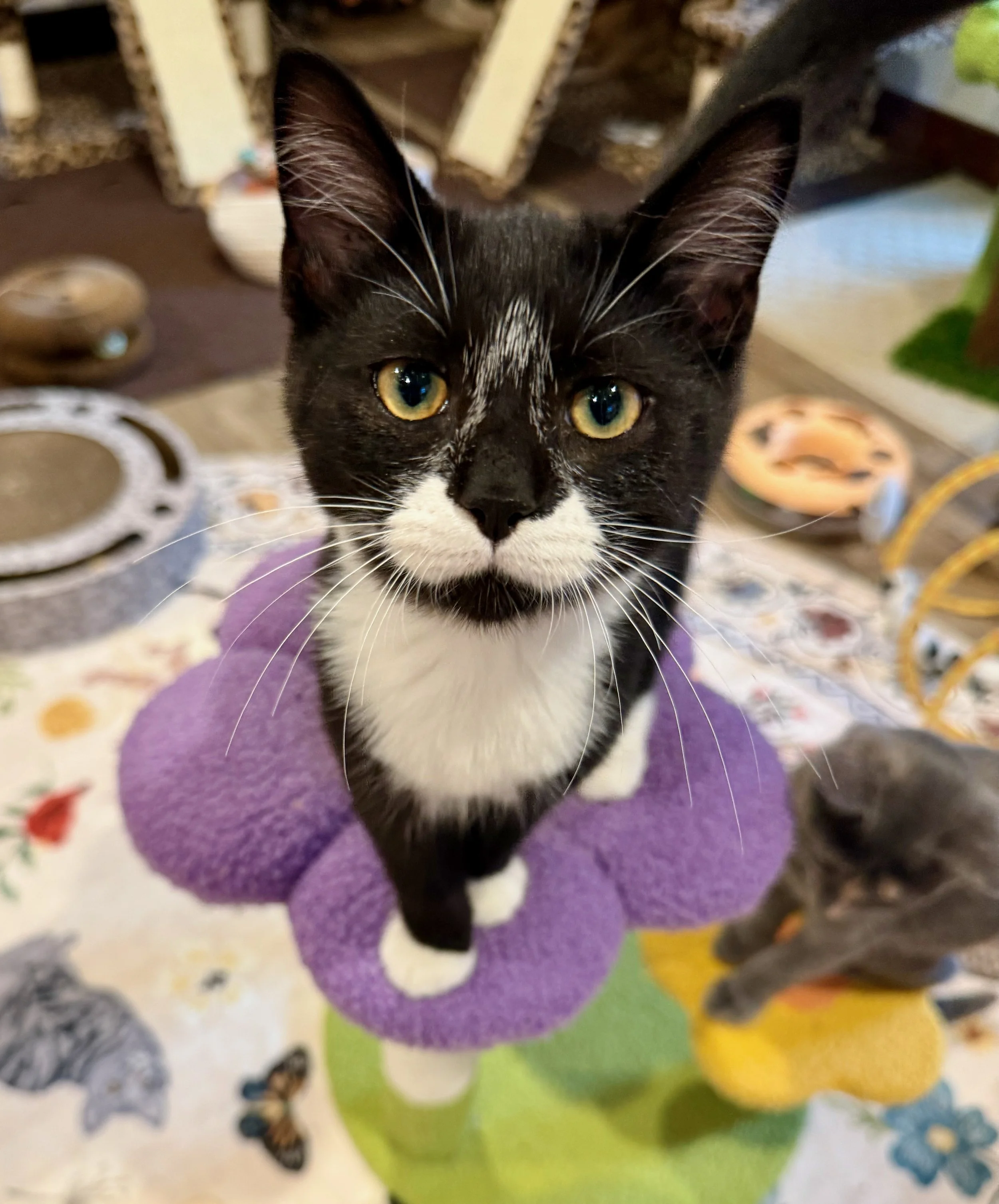 male tuxedo kitten