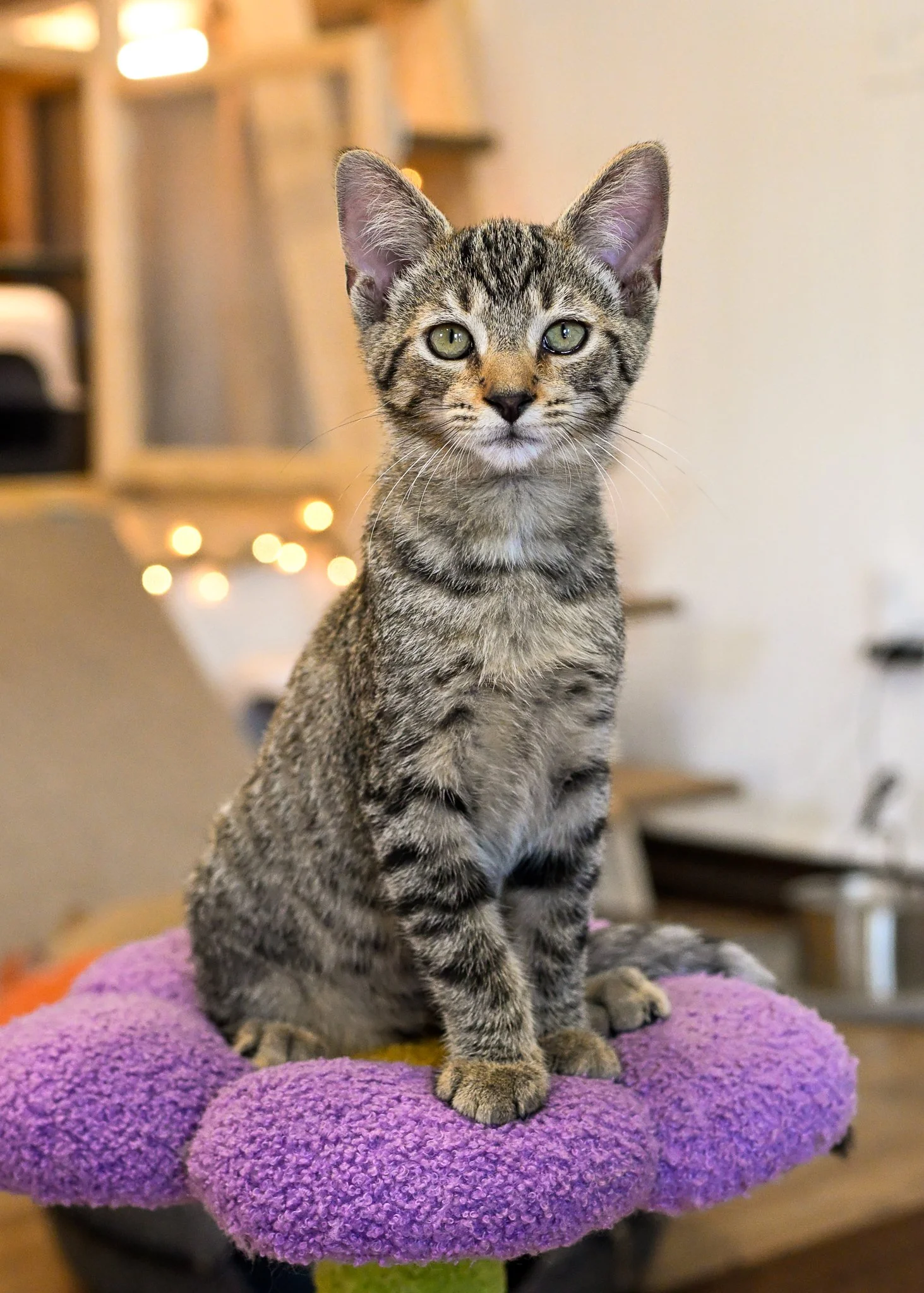 male tiger kitten