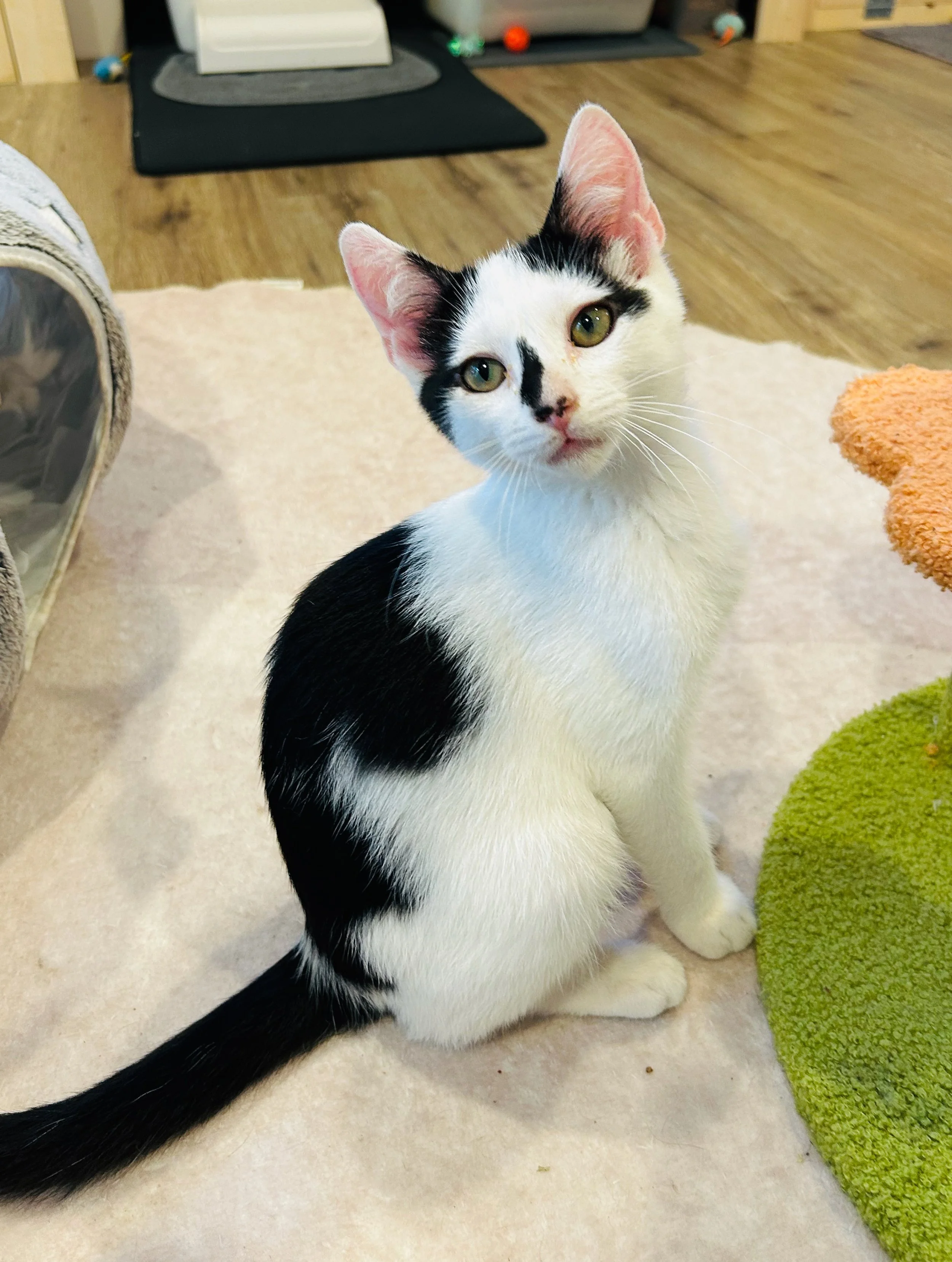 Male black and white kitten