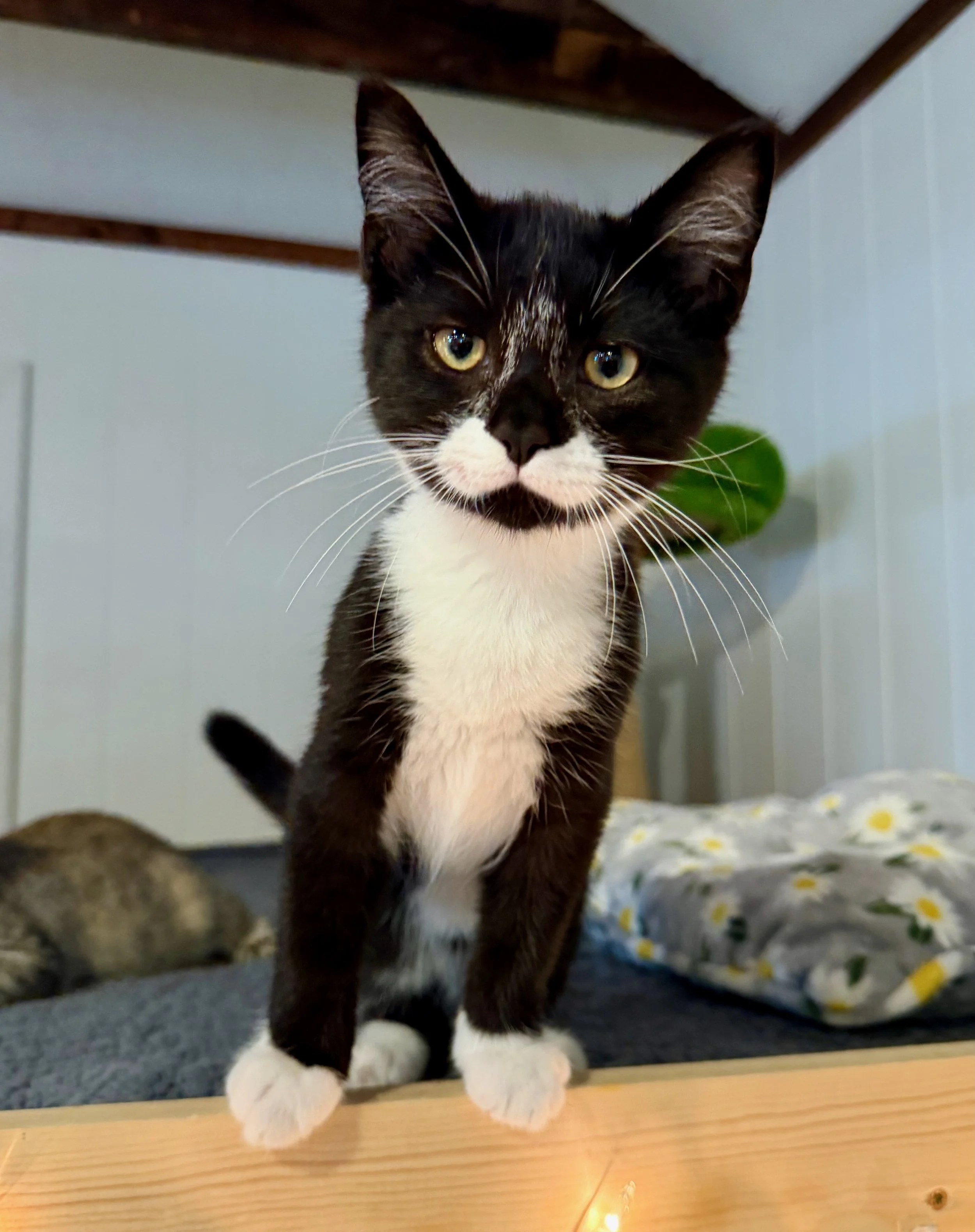 male tuxedo kitten