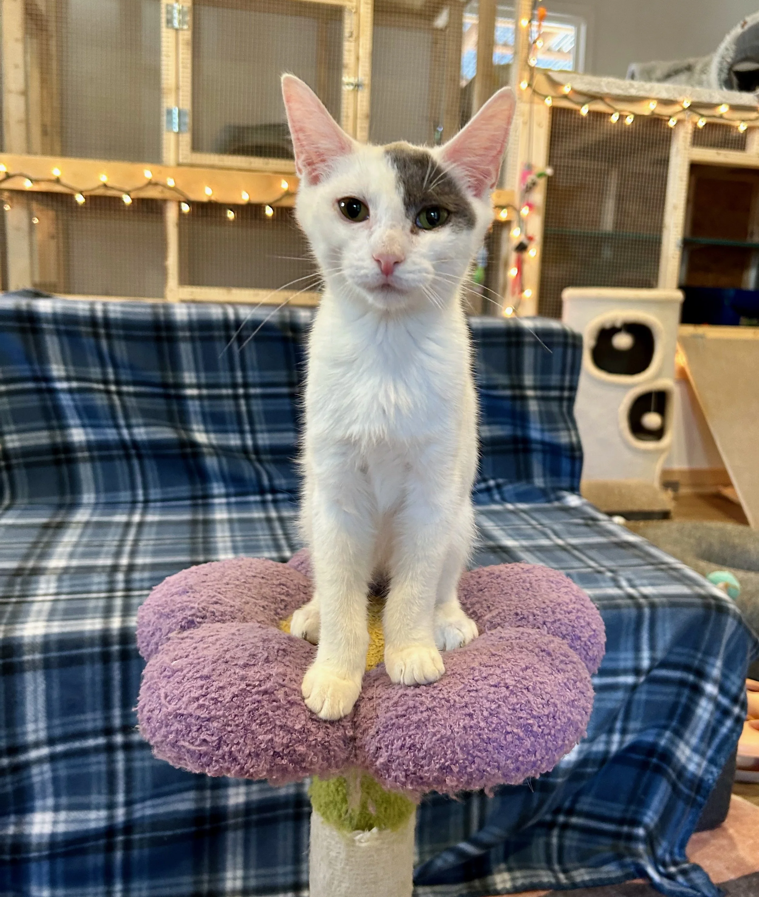 gray and white male kitten