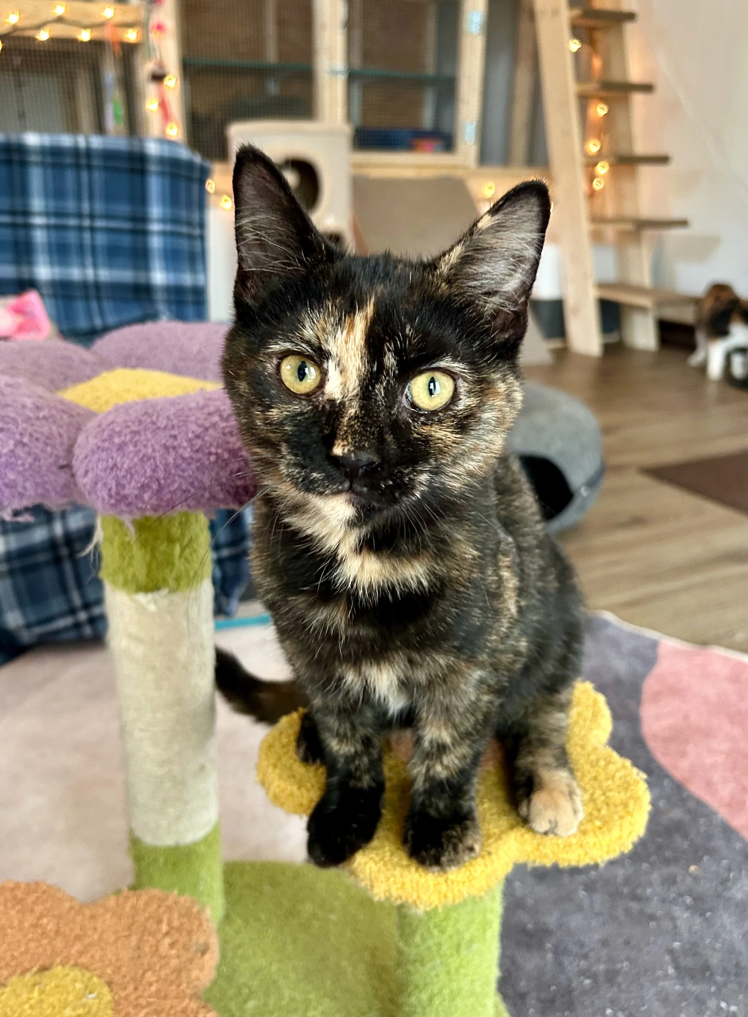 female tortie kitten