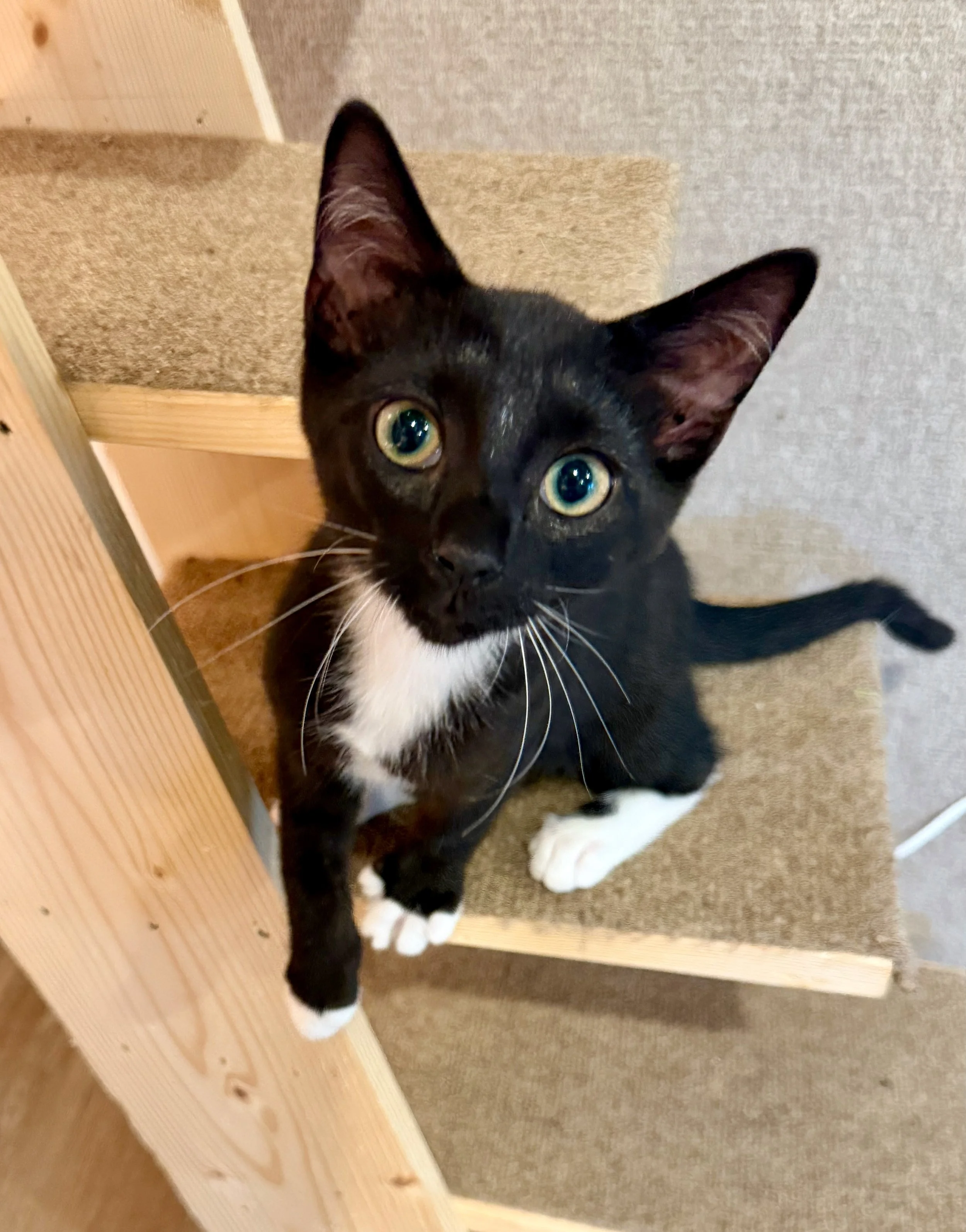 Female tuxedo kitten