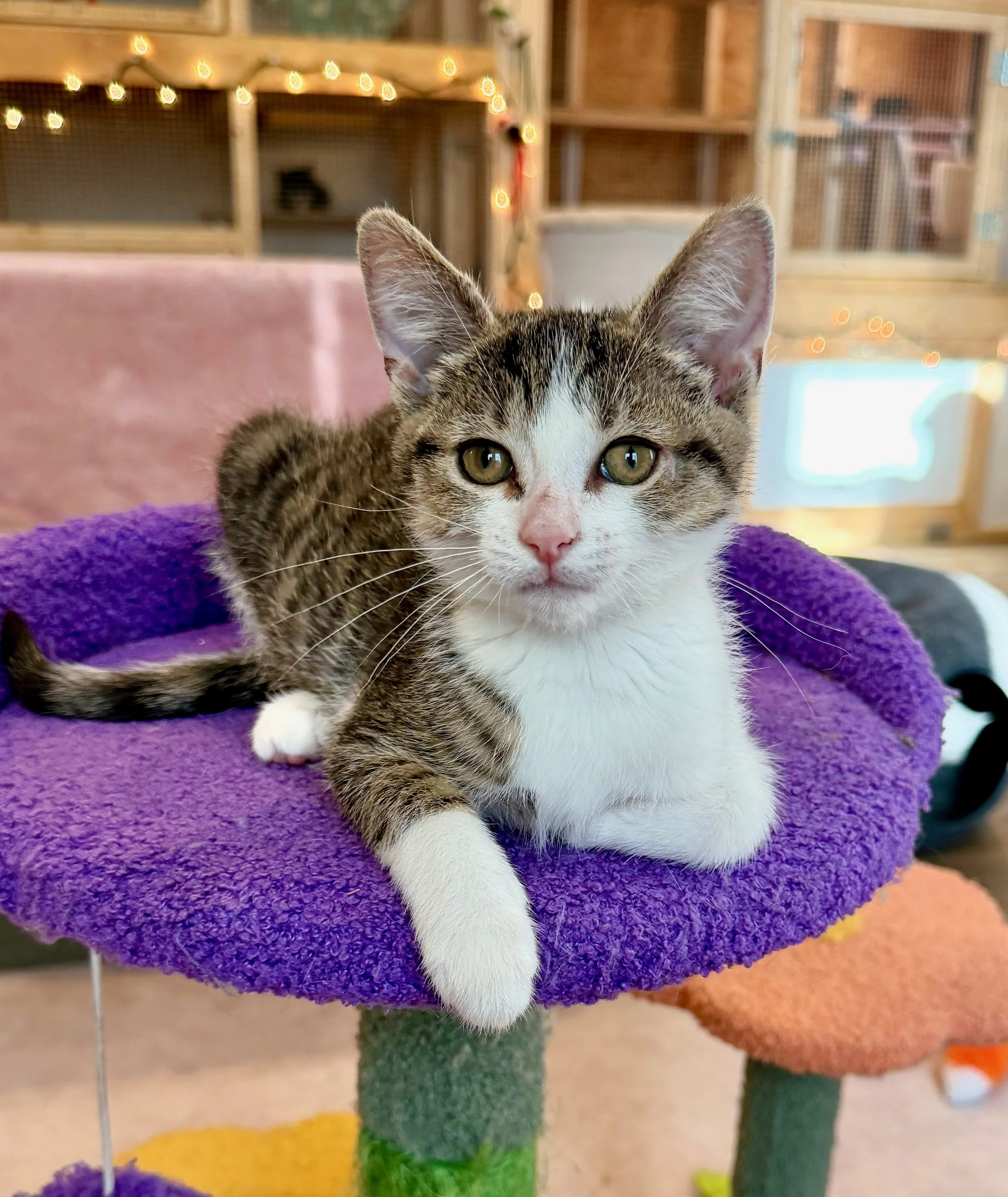 female tabby and white kitten