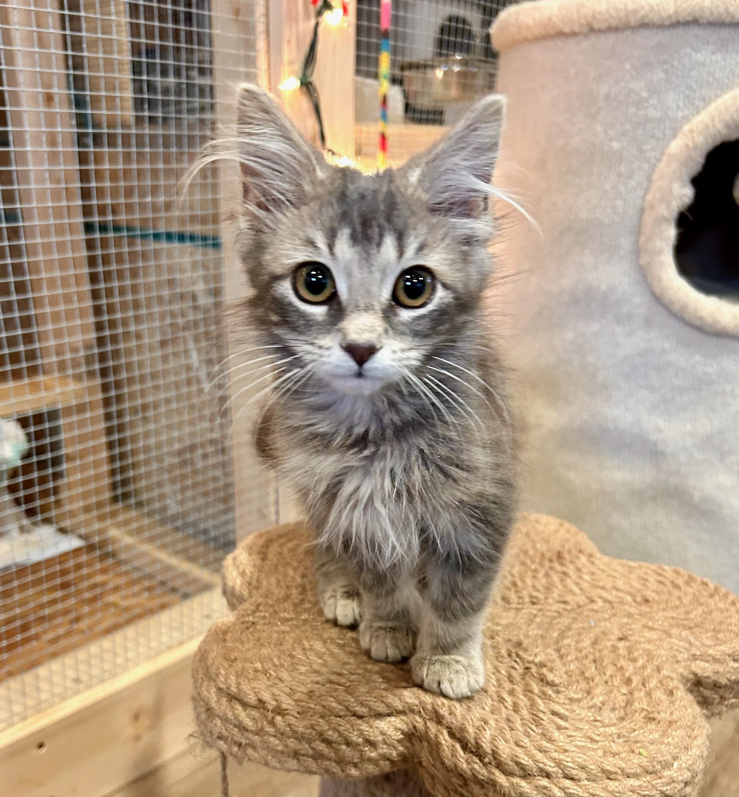 female dilute tortie