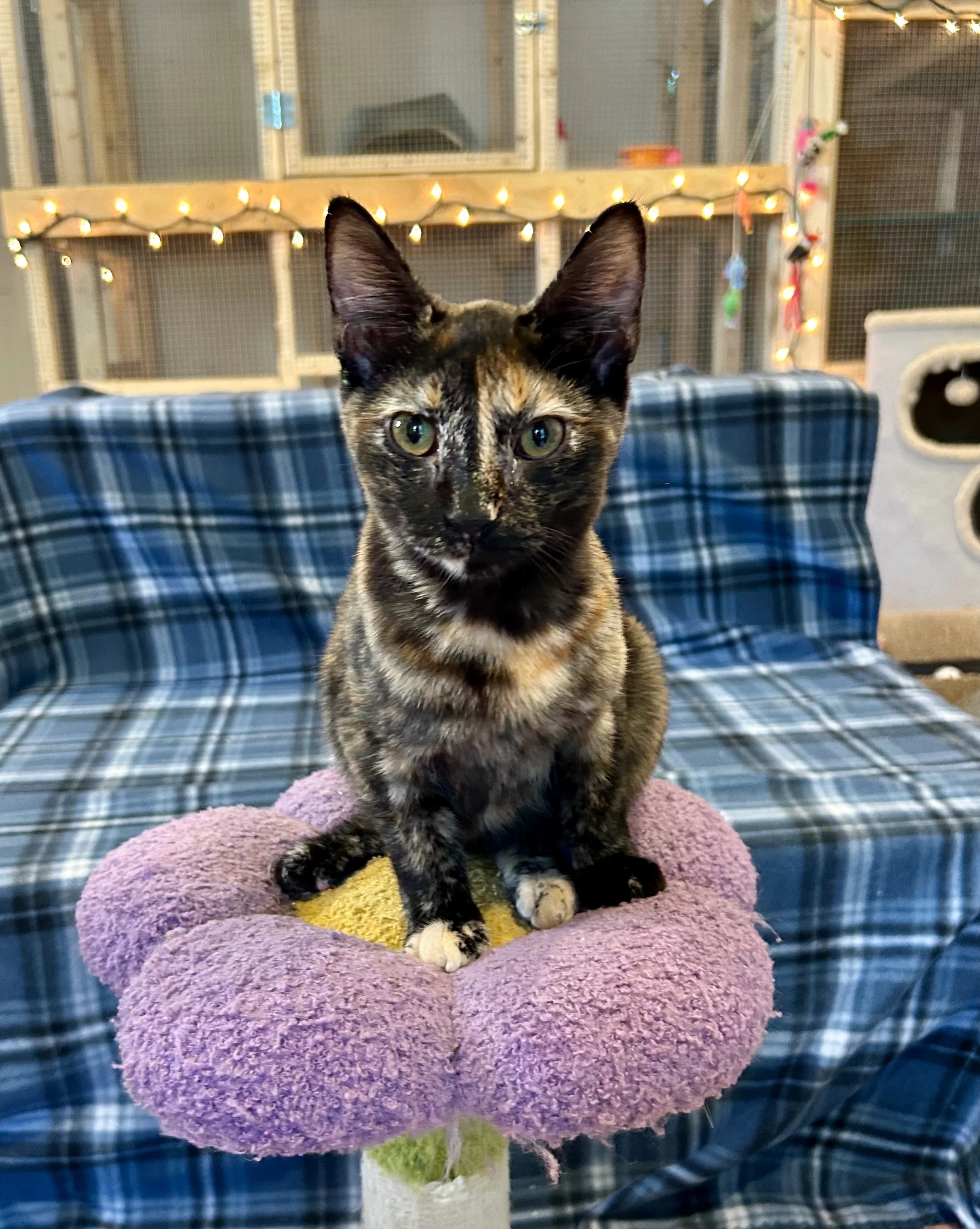female tortie kitten