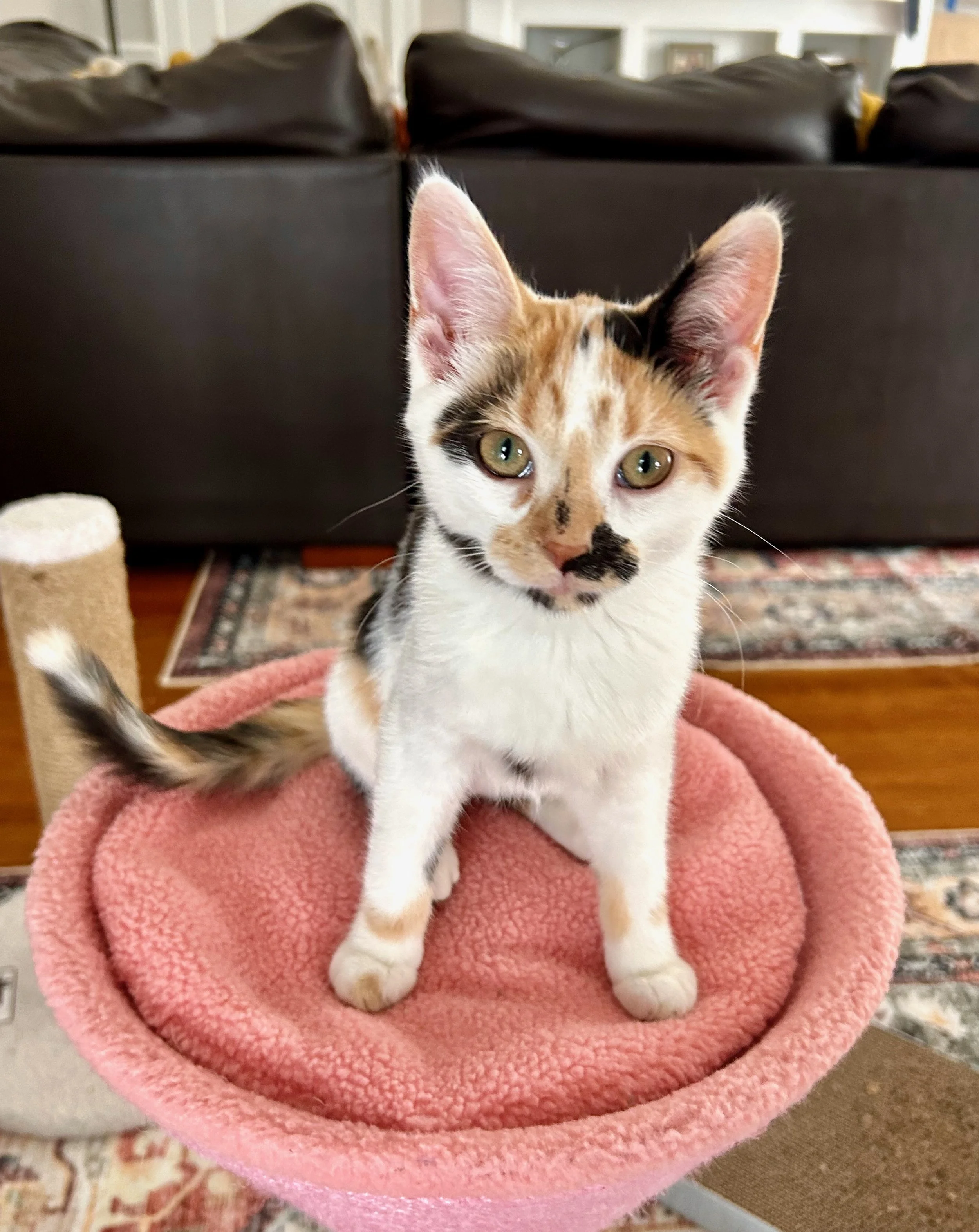 female calico kitten