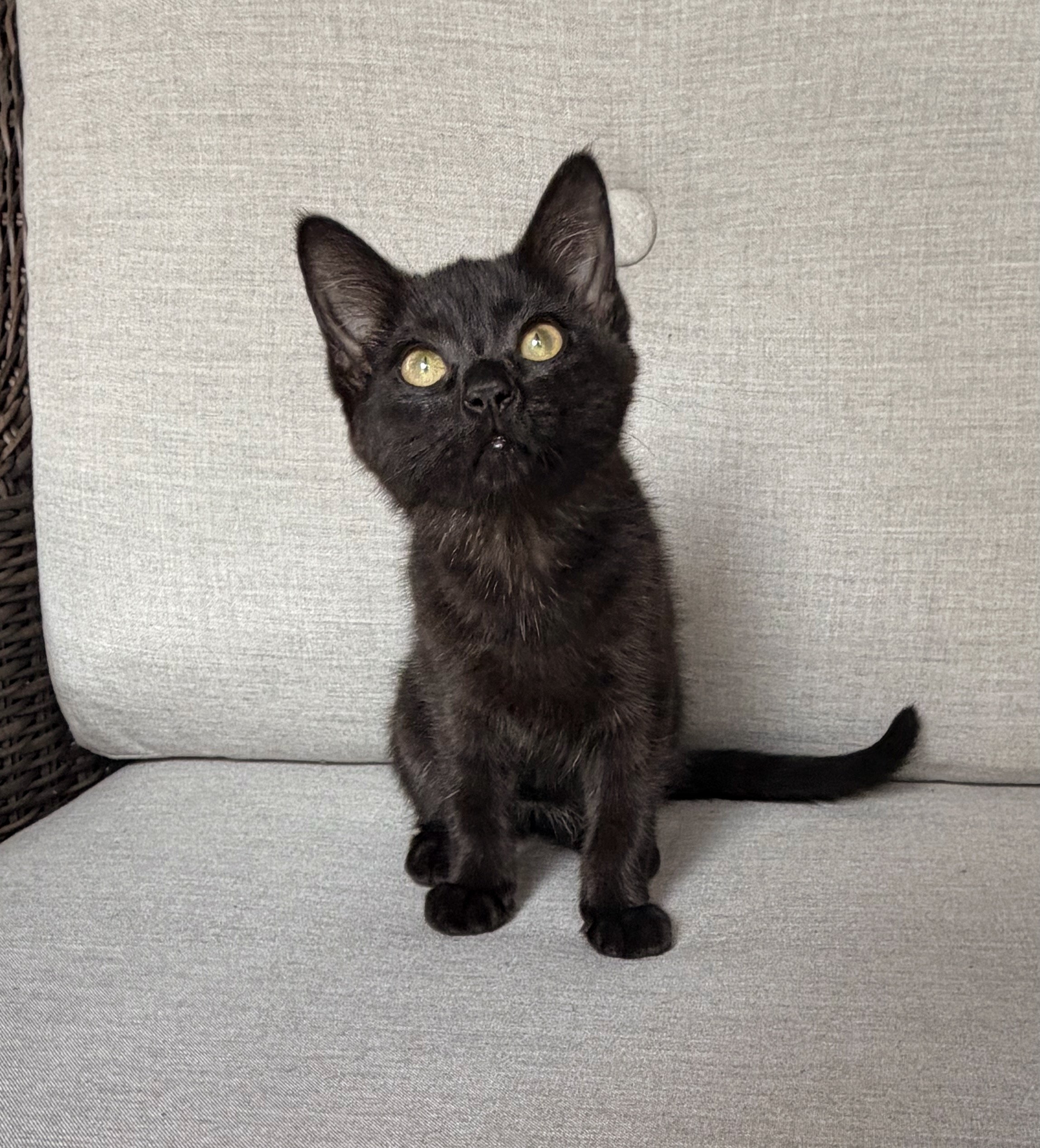 black female kitten