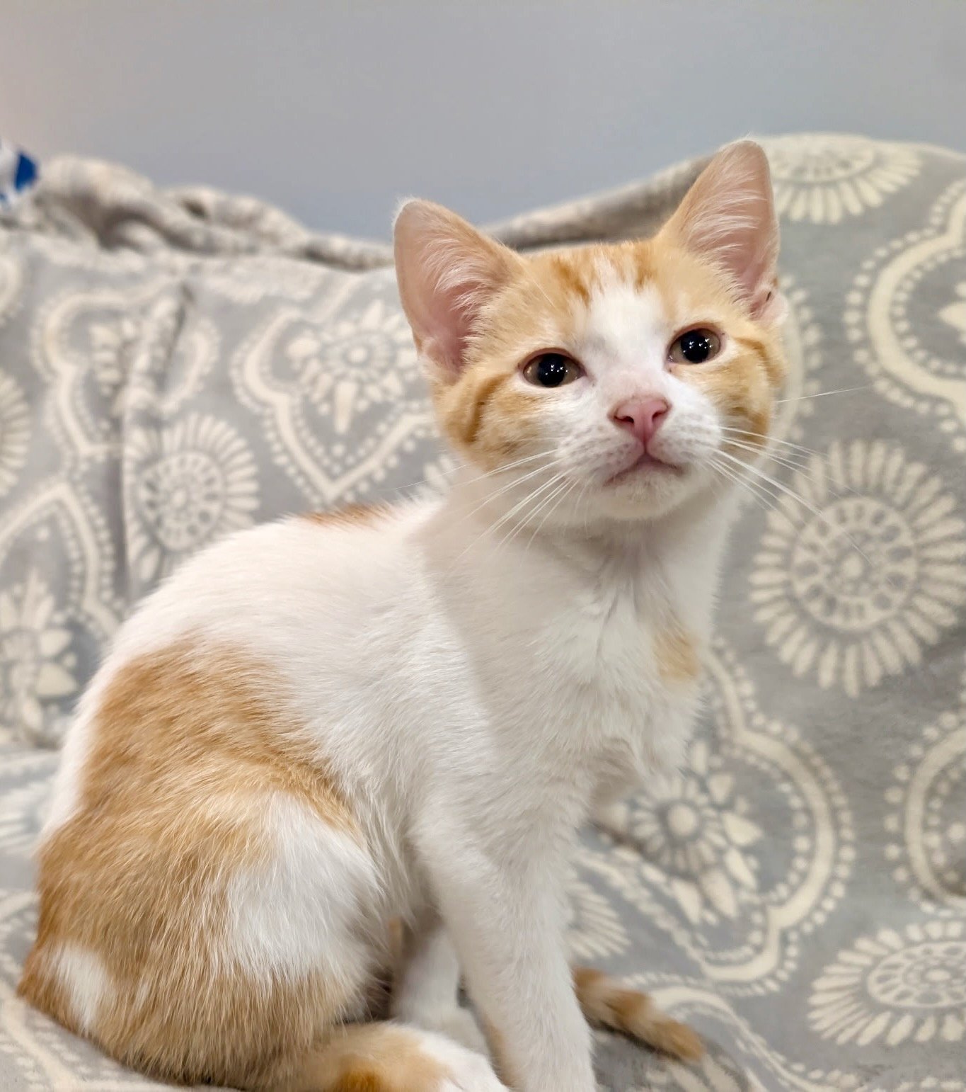 male orange and white kitten