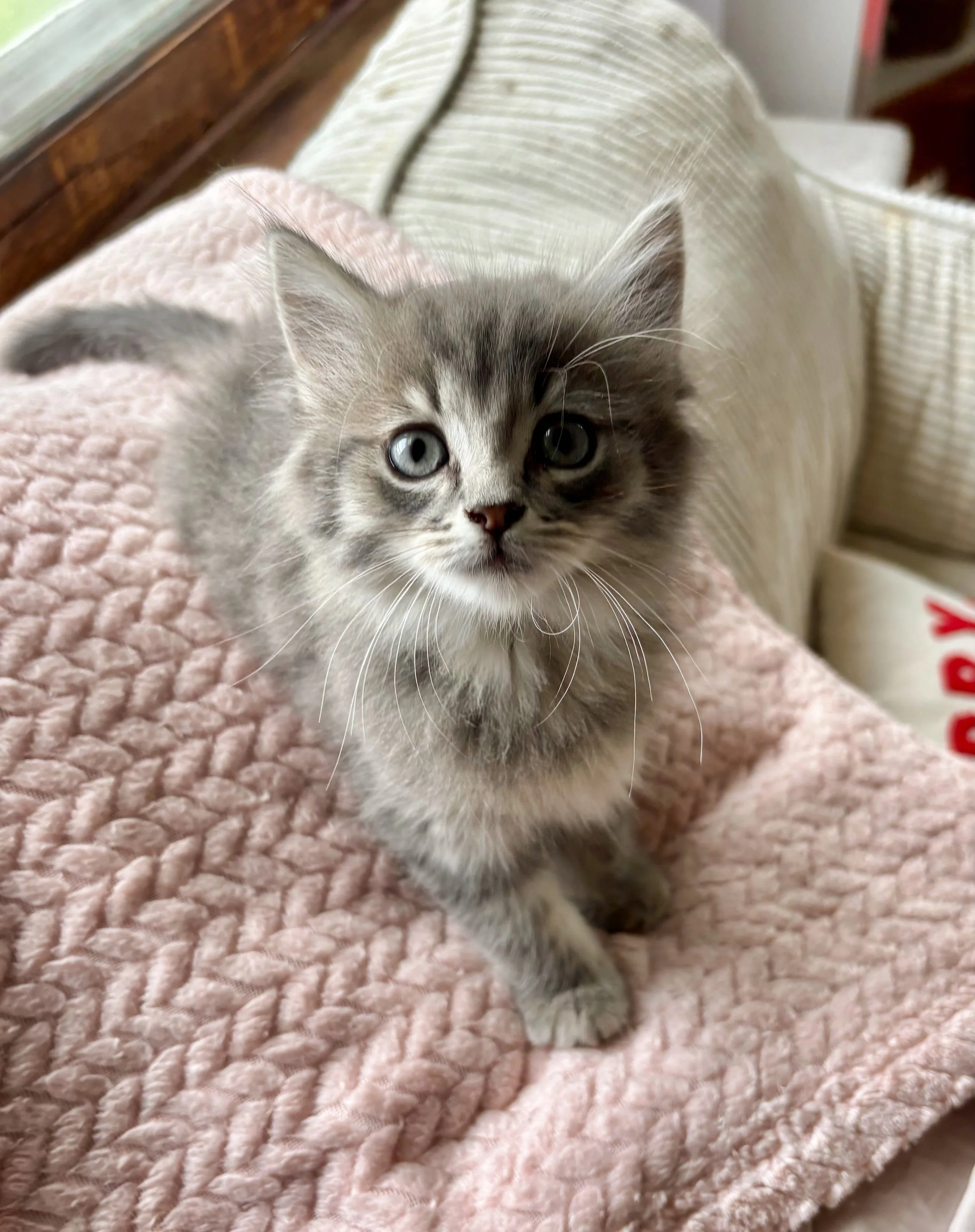 male gray tabby kitten