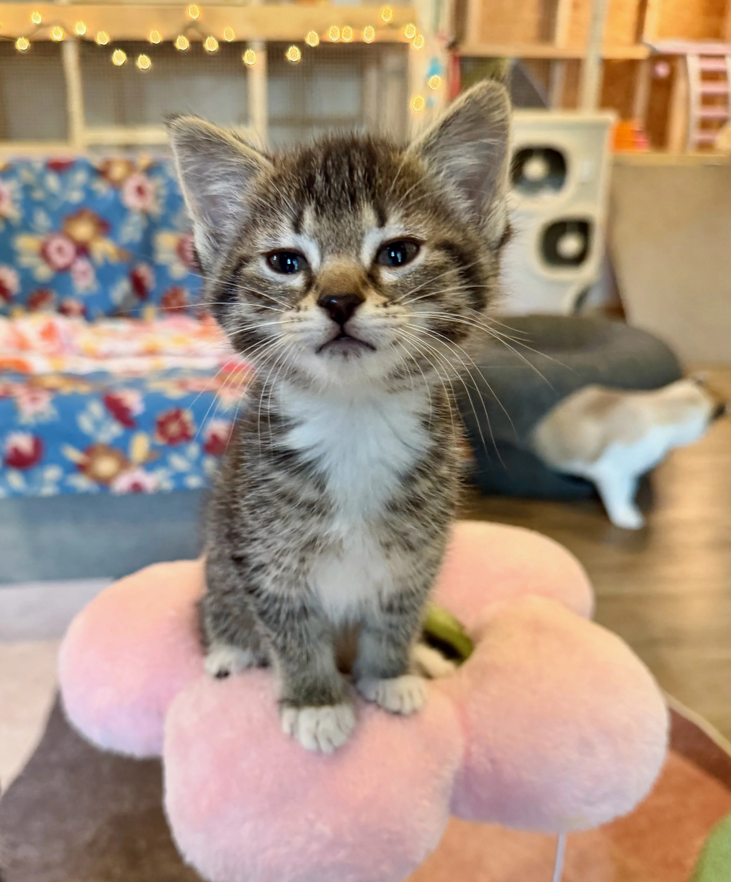 female tiger kitten