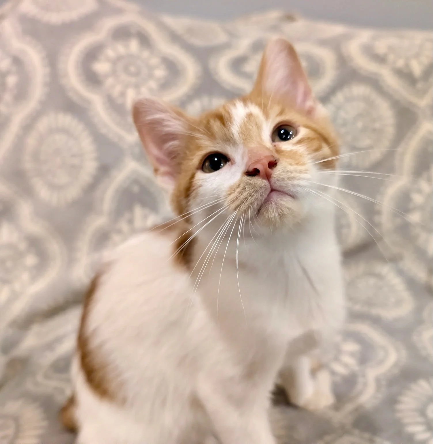 male orange and white kitten