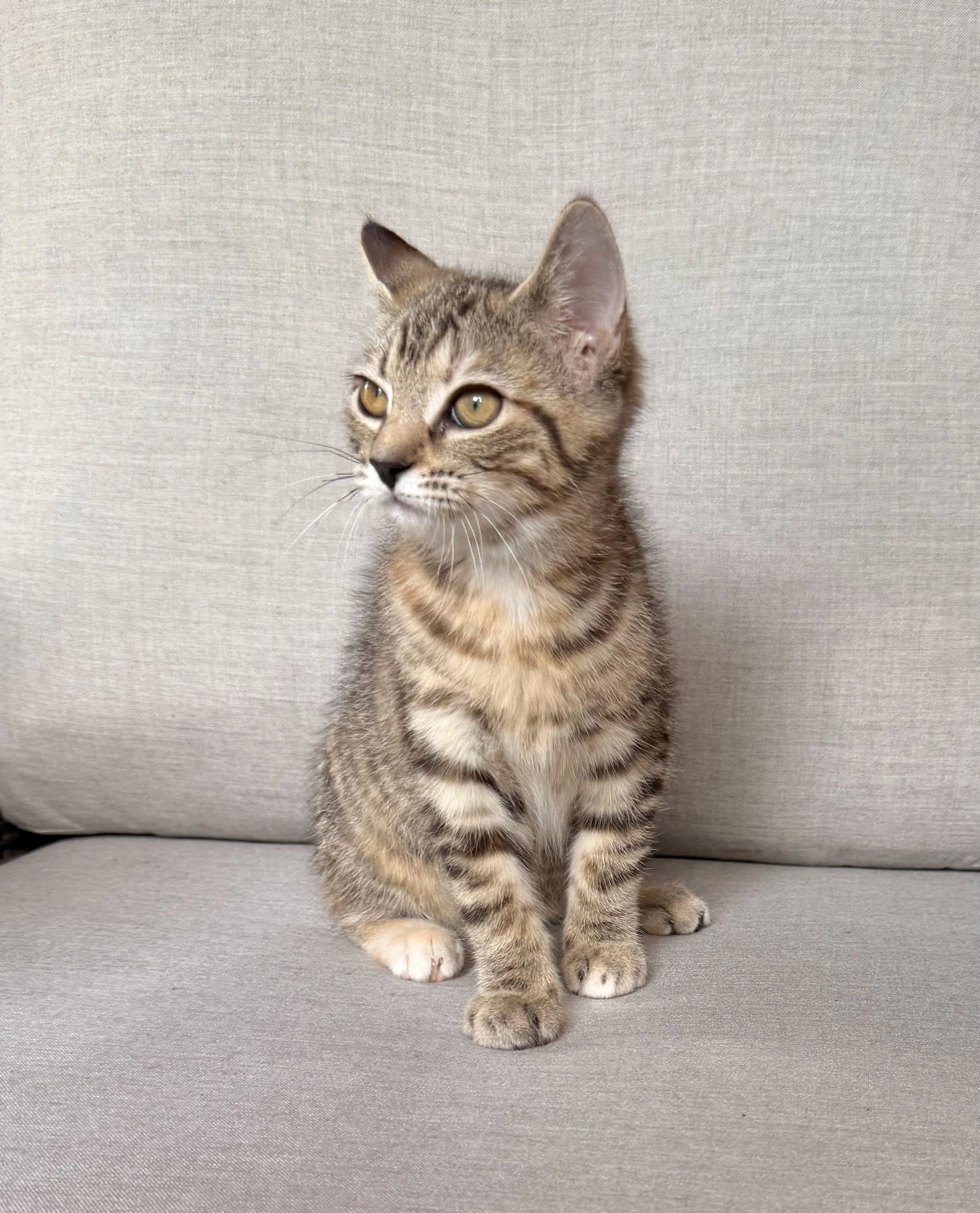 male tiger kitten